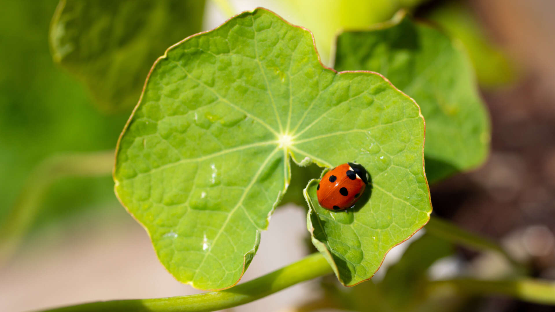 Ladybird on a Nasturtium leaf