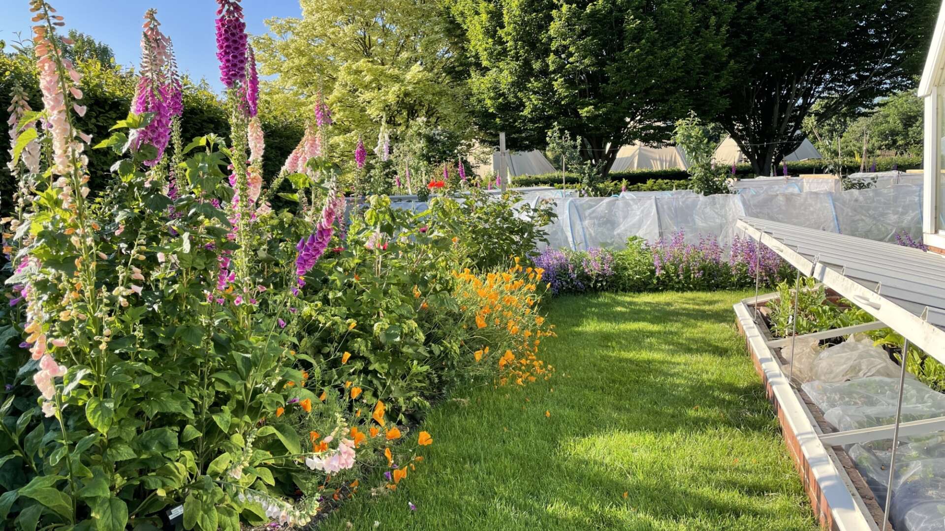 Lawn and flower bed at Ryton gardens