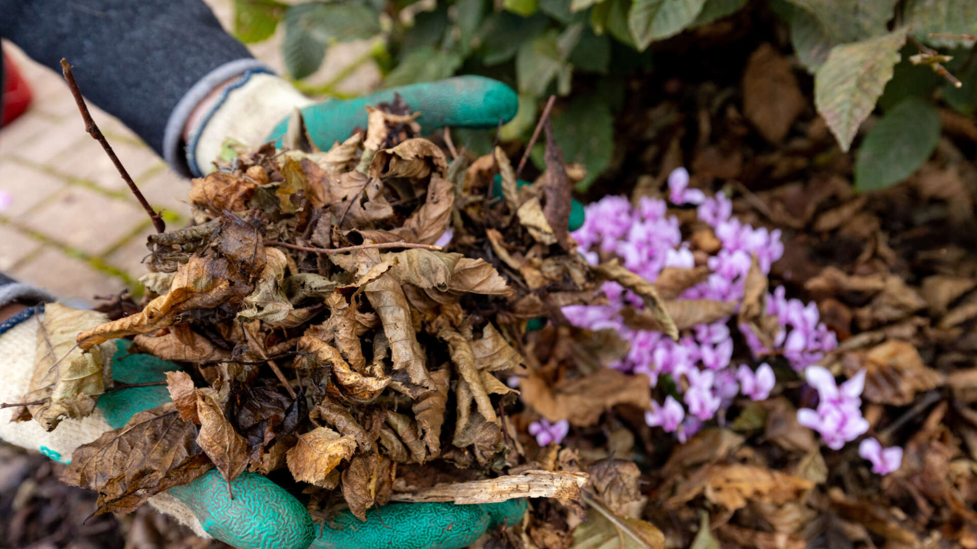 Hands wearing gardening gloves holding composting autumn leaves