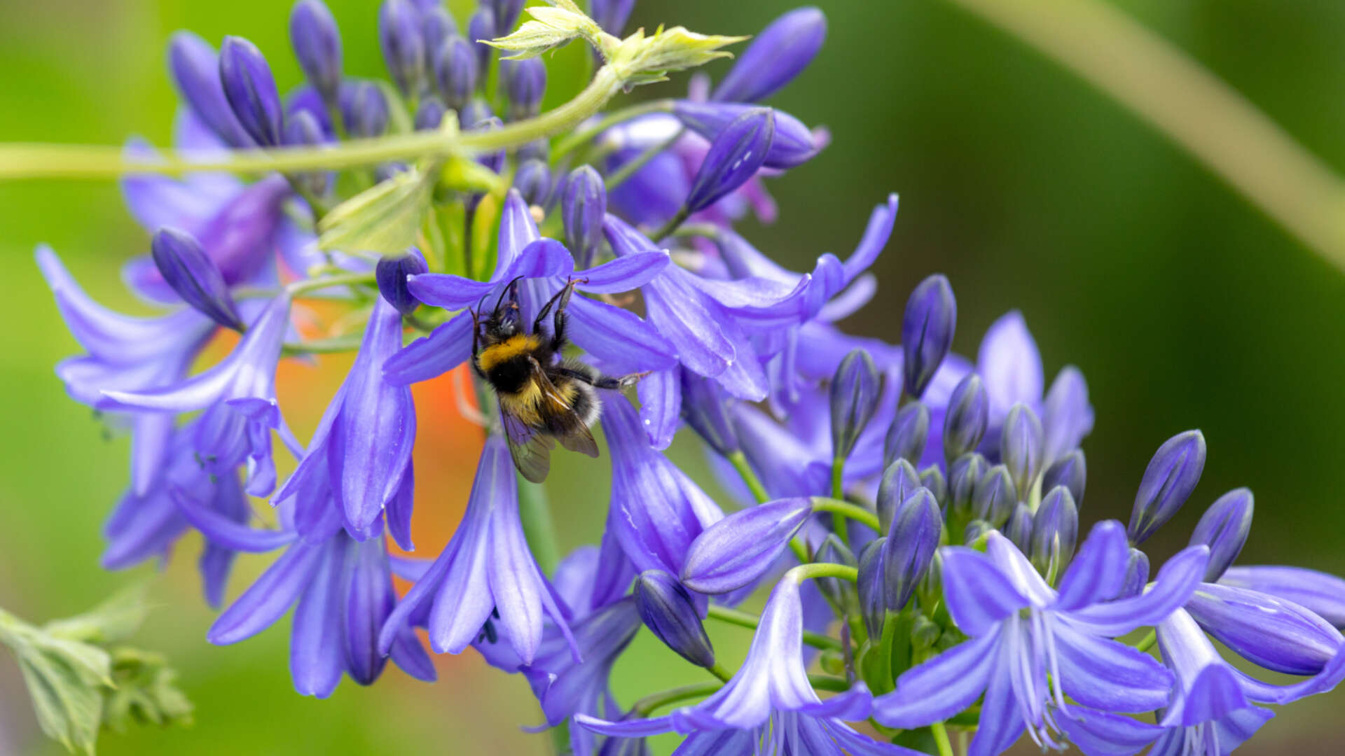 Bee on flower