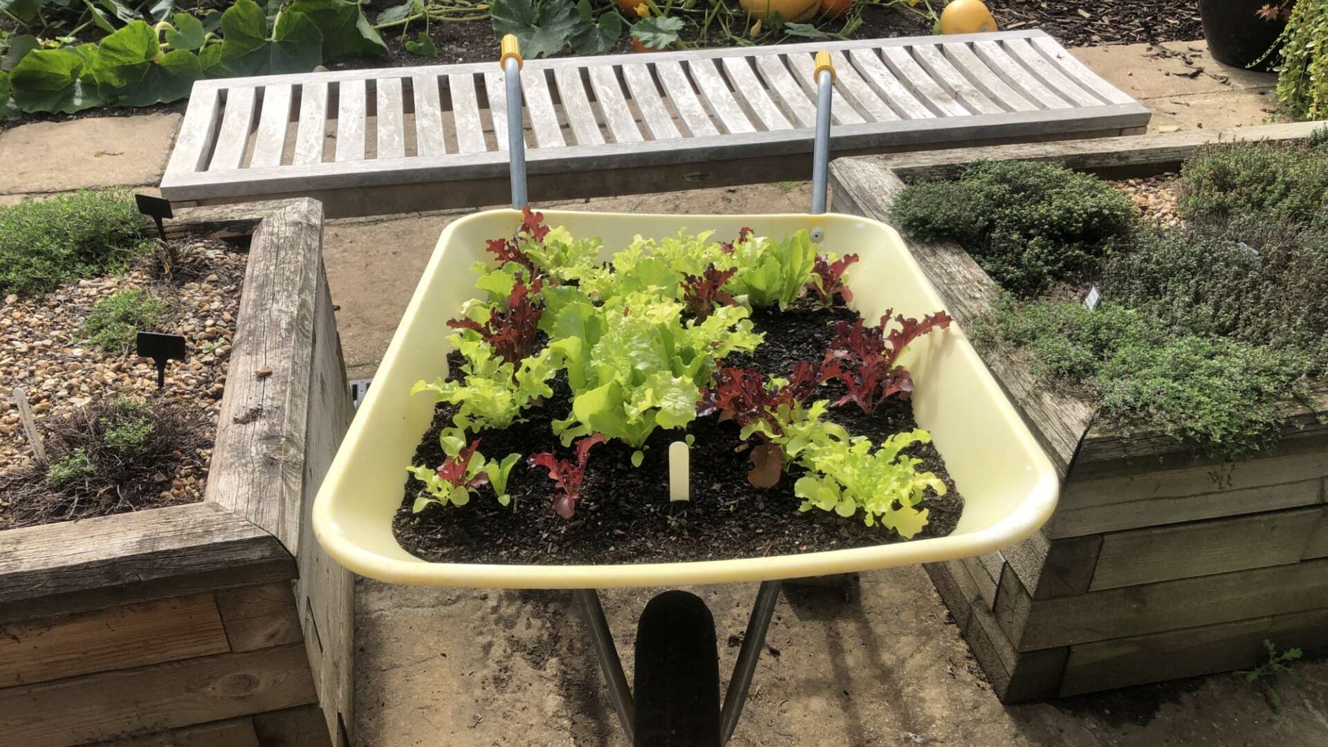 Lettuce growing in wheelbarrow