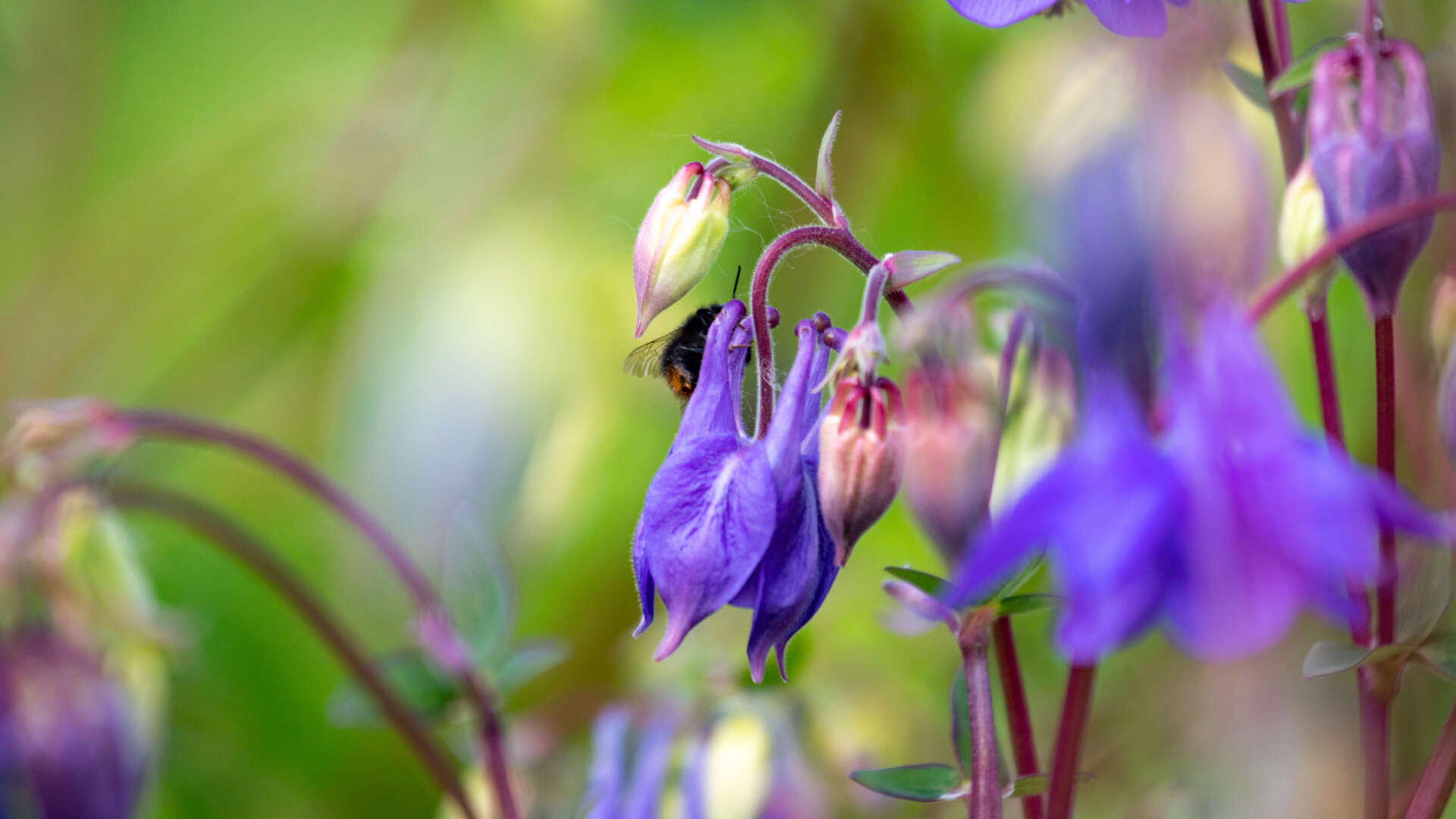 Gardens in May