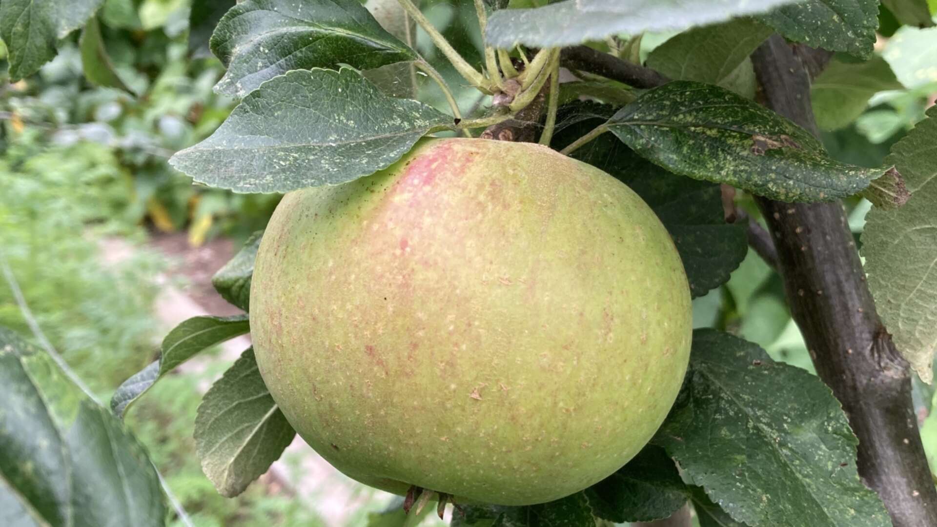 Malus Charlie Ross apple
