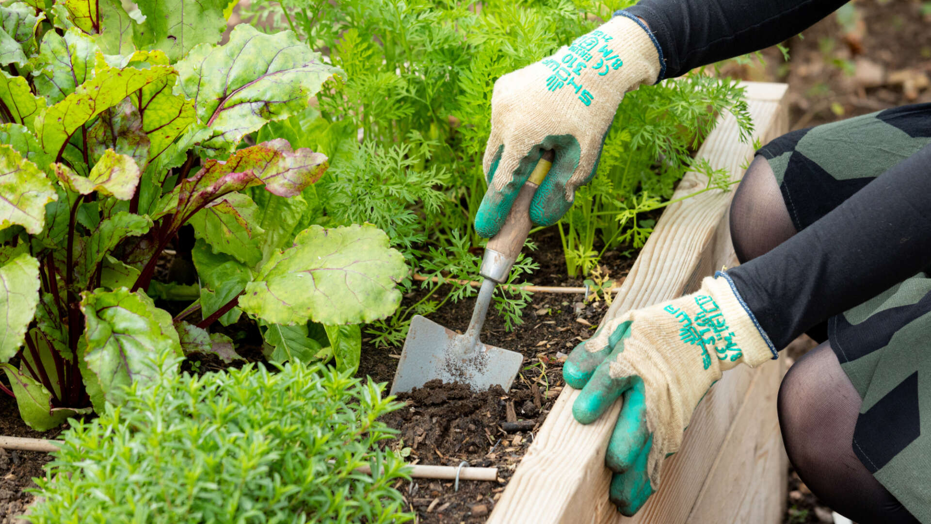 A person digging a hand shovel in to a raised bed