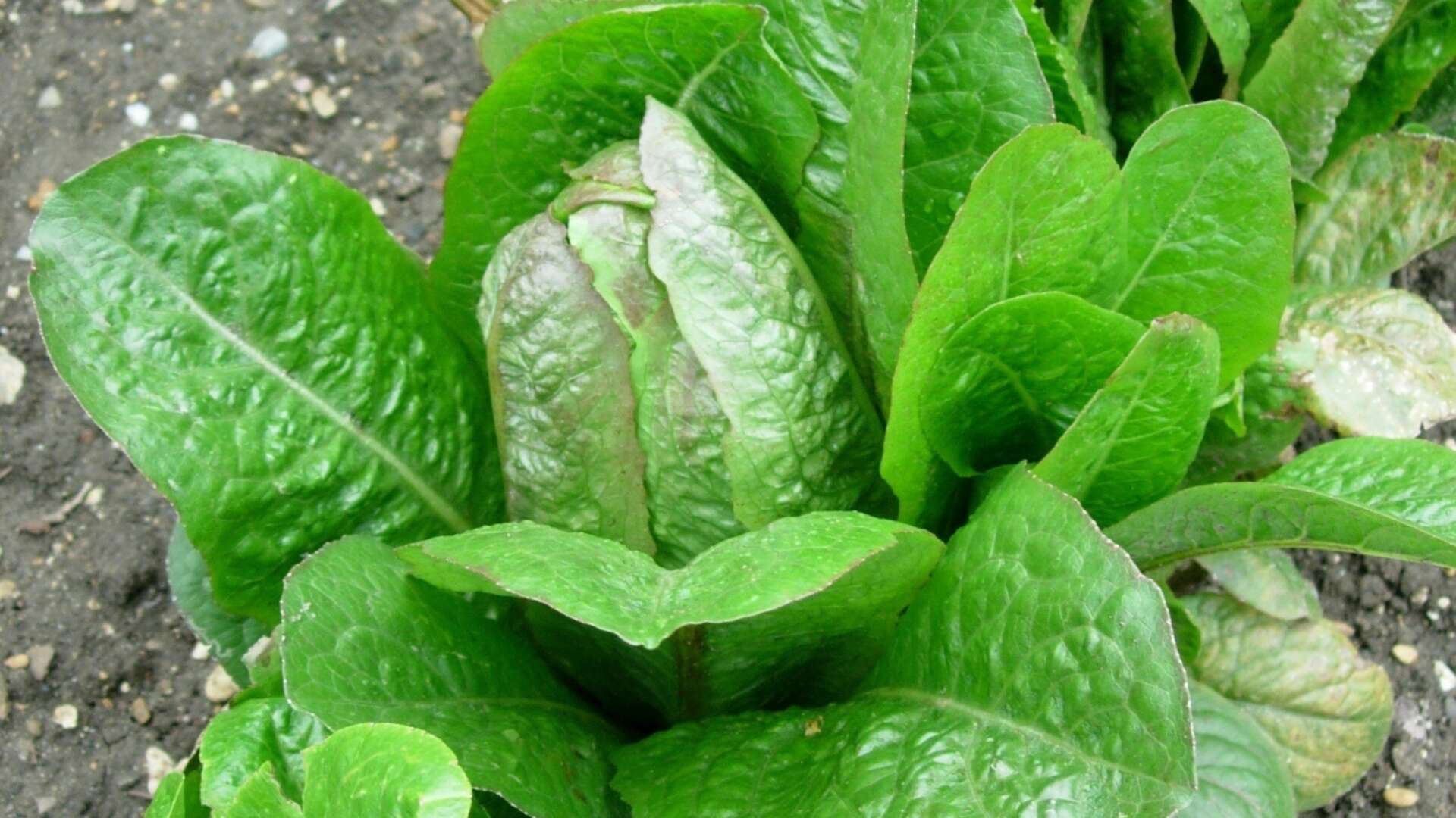 Lettuce plant