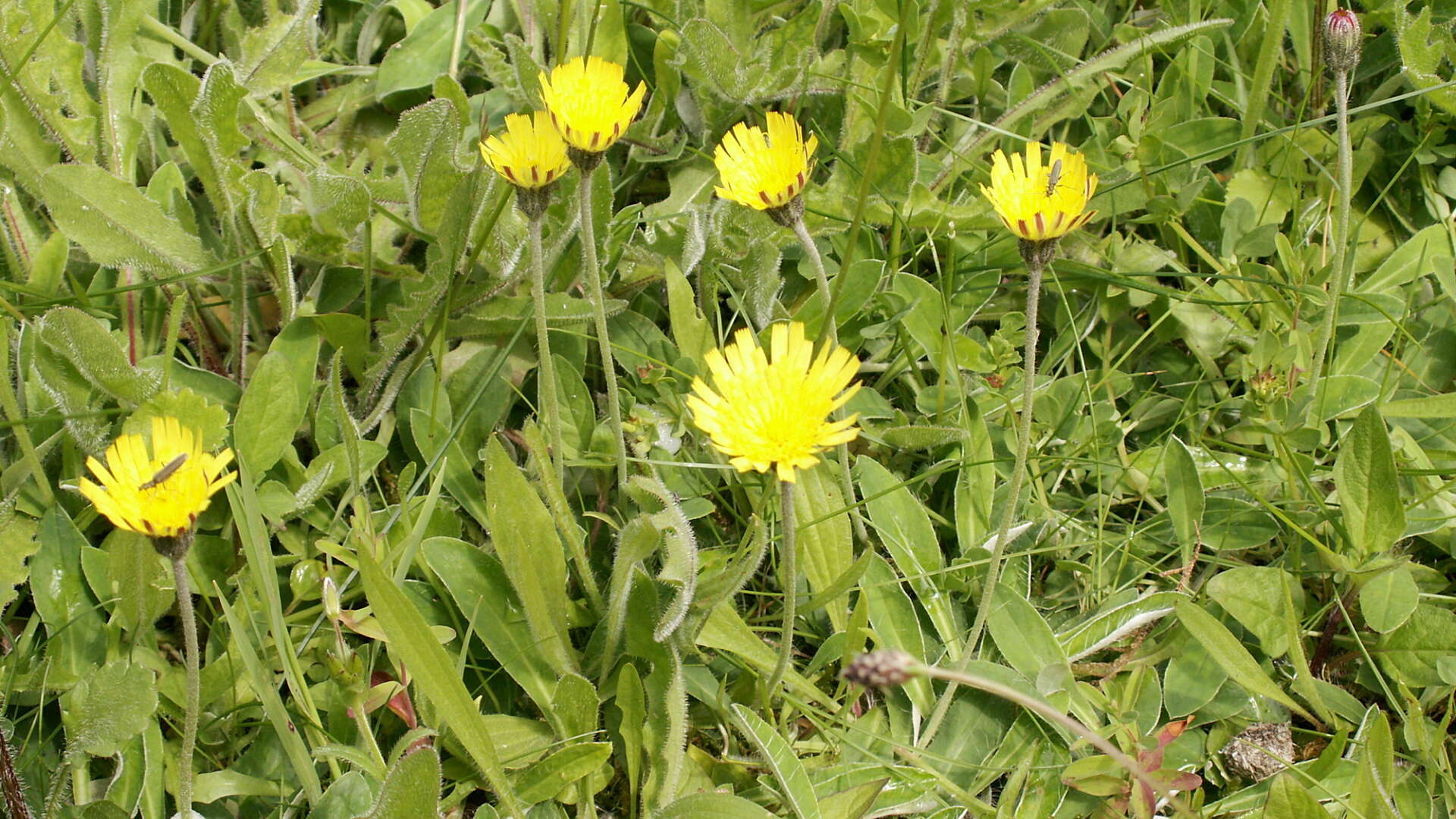 Meadow buttercup in flower