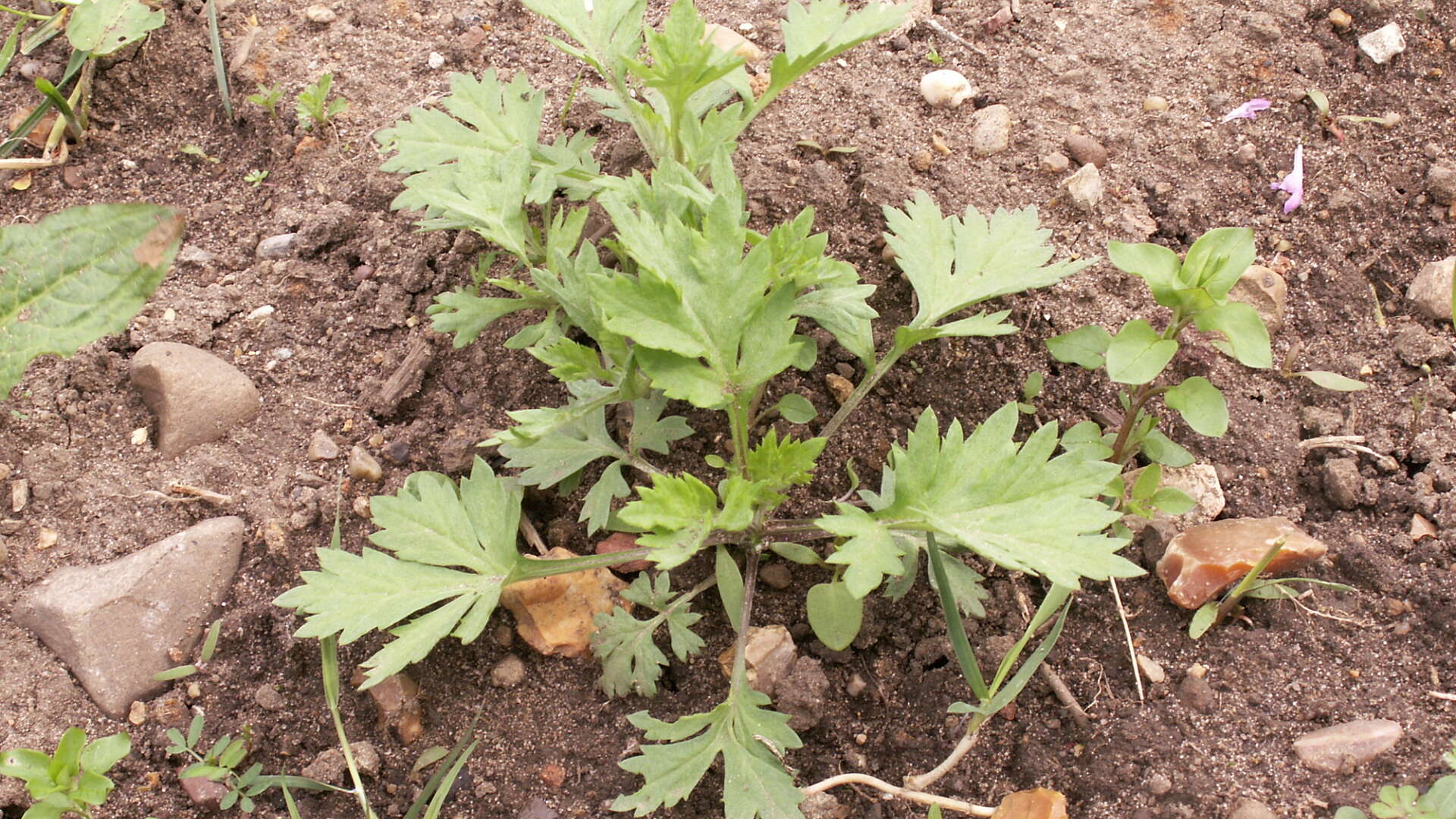 Mugwort plant