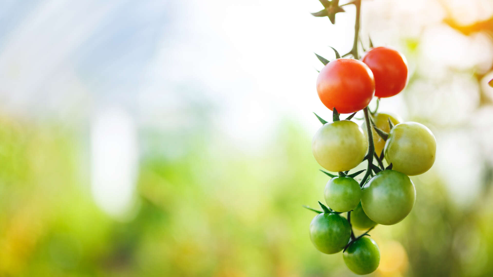 a variety of coloured tomatoes hanging from a vine