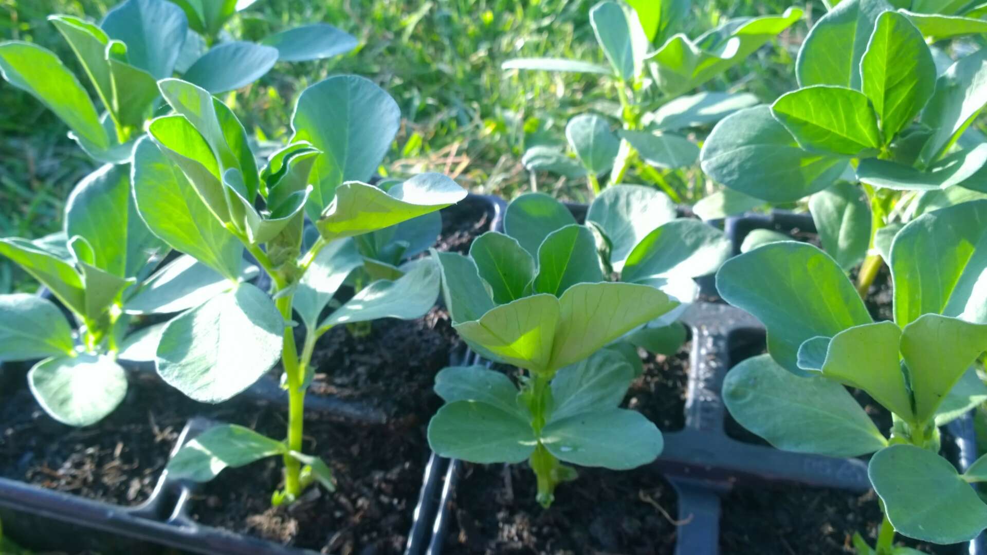 Broad beans growing in modules