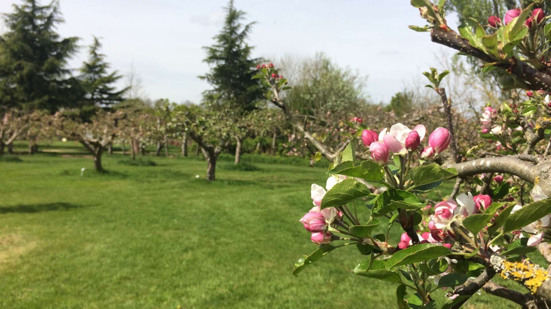 Blossom in orchard