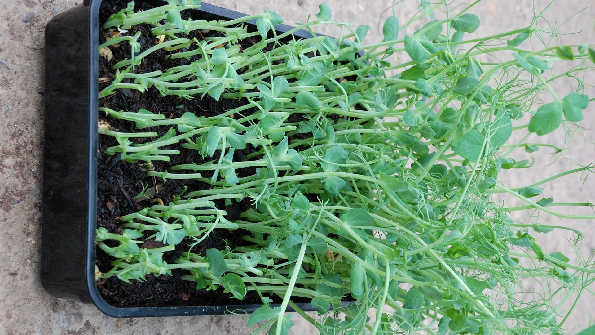 Tray of pea shoots