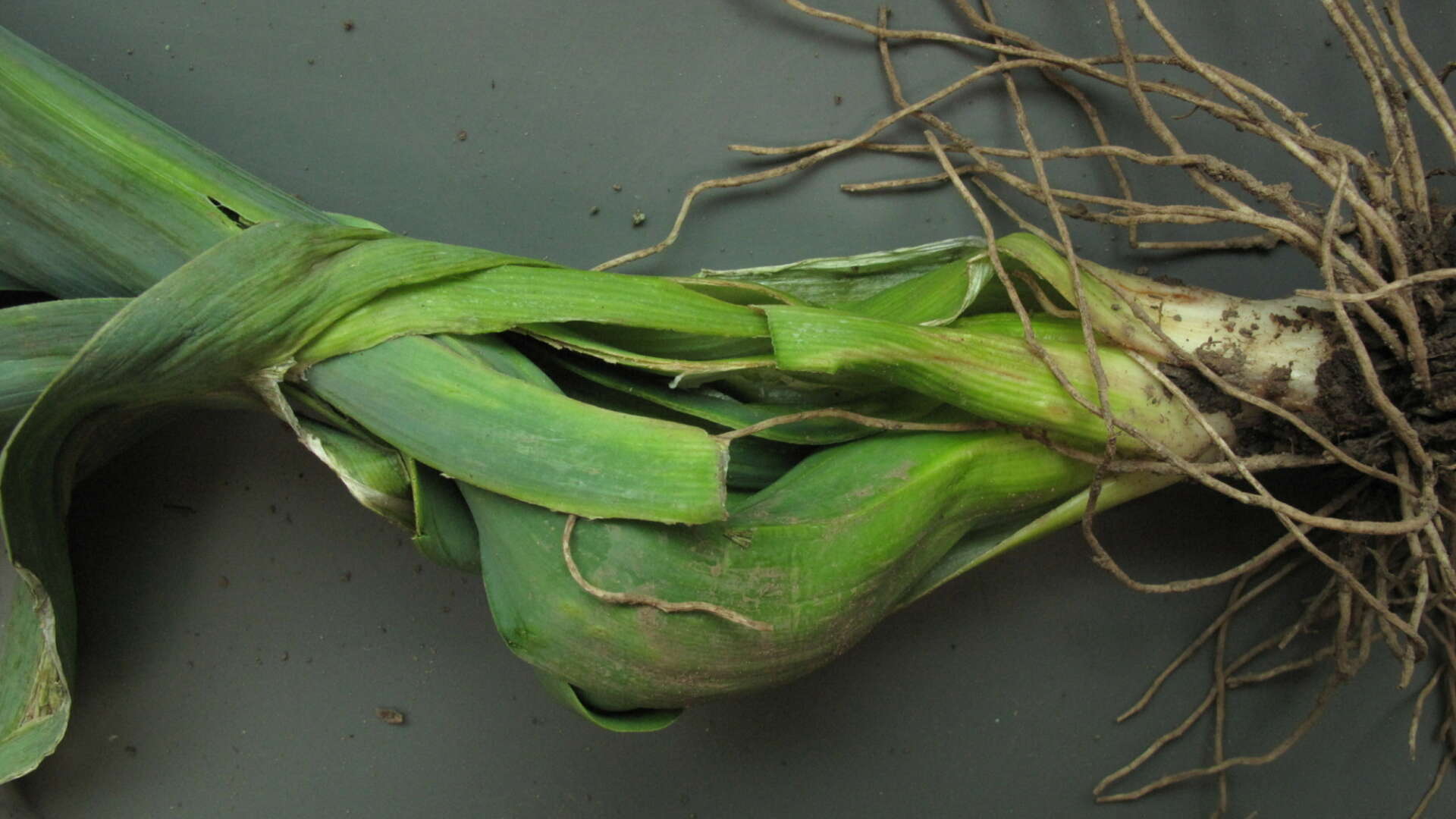 Allium leaf mining fly