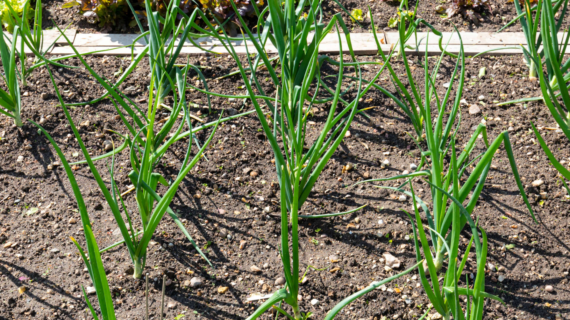 Vegetable growing patch