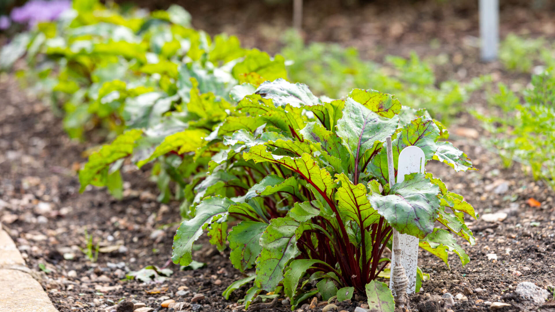 Vegetable plot