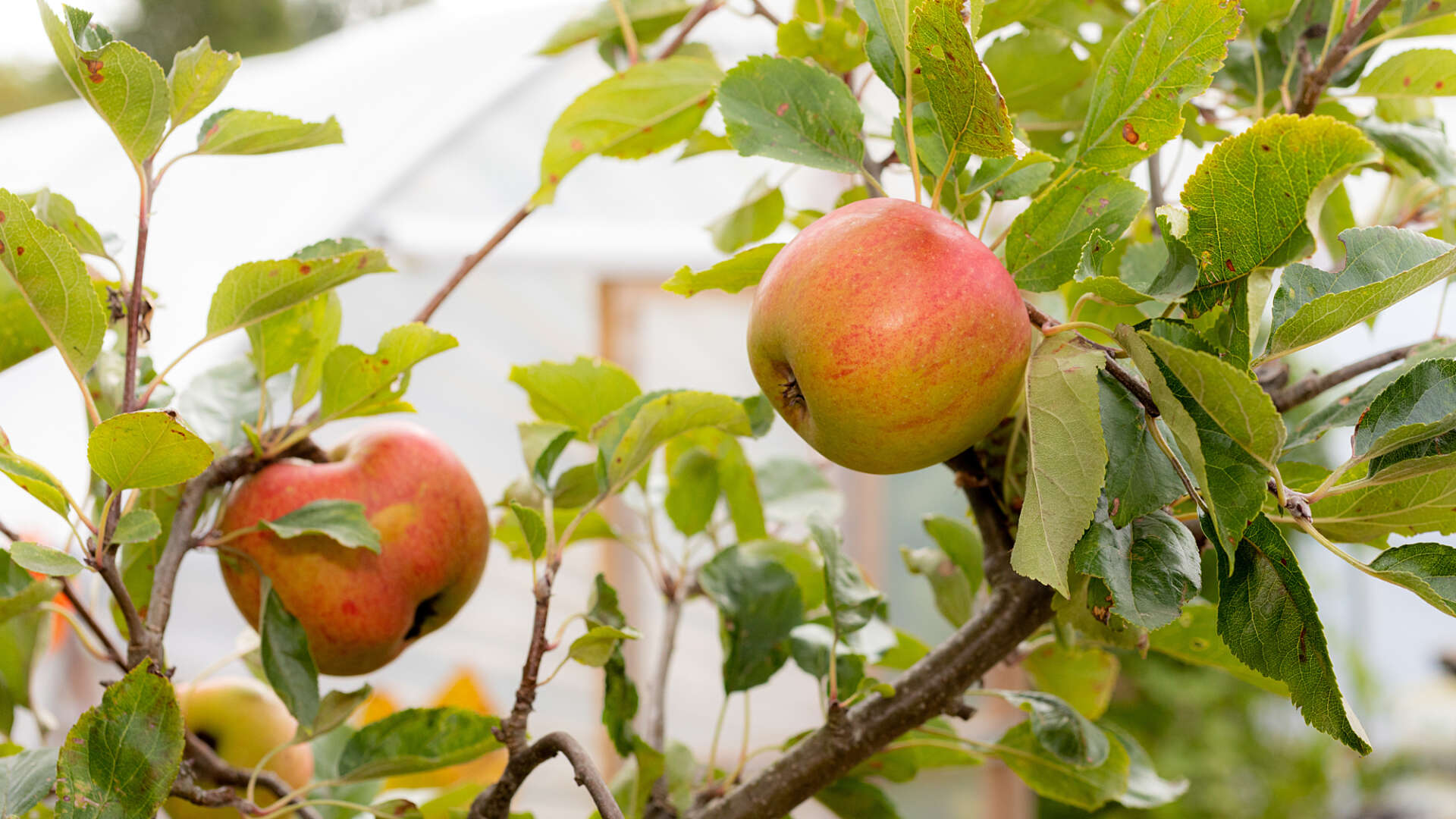 Apple tree branches with apples on them