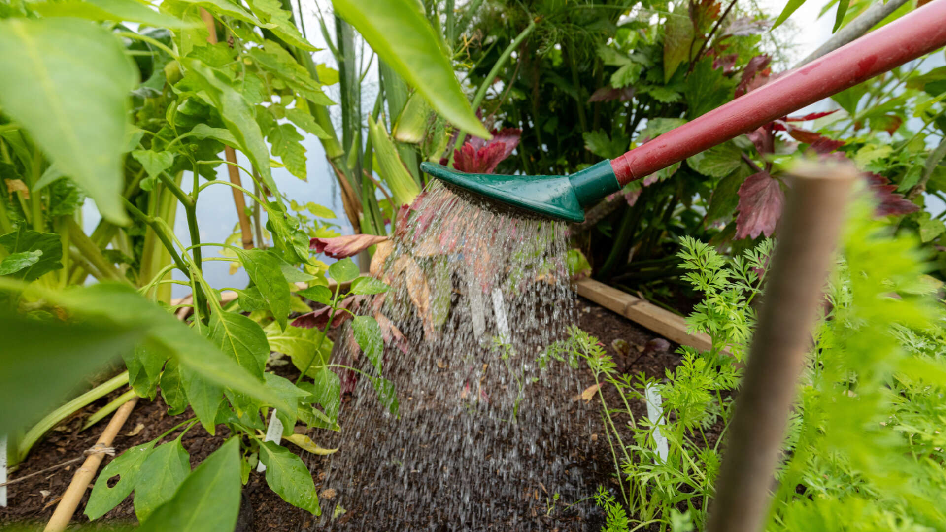 Watering tomato bed
