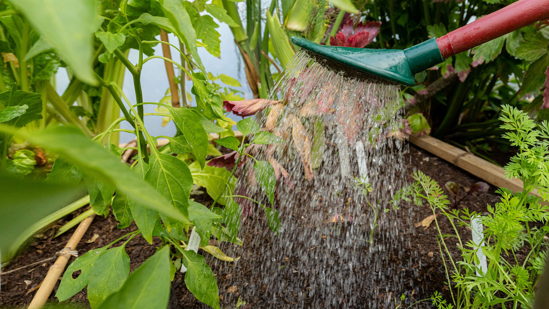 Garden Watering, Watering Cans, Water Butts & Sprinklers