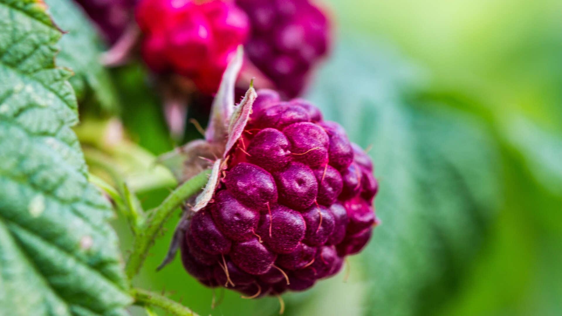 Raspberry plant