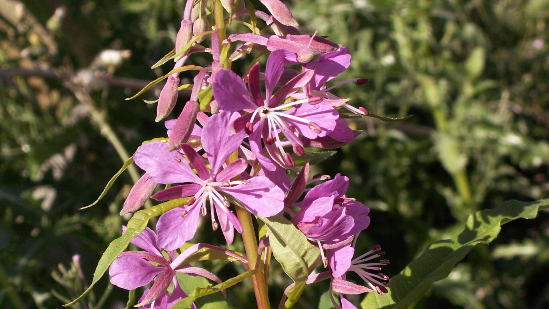 Rosebay willowherb in flower