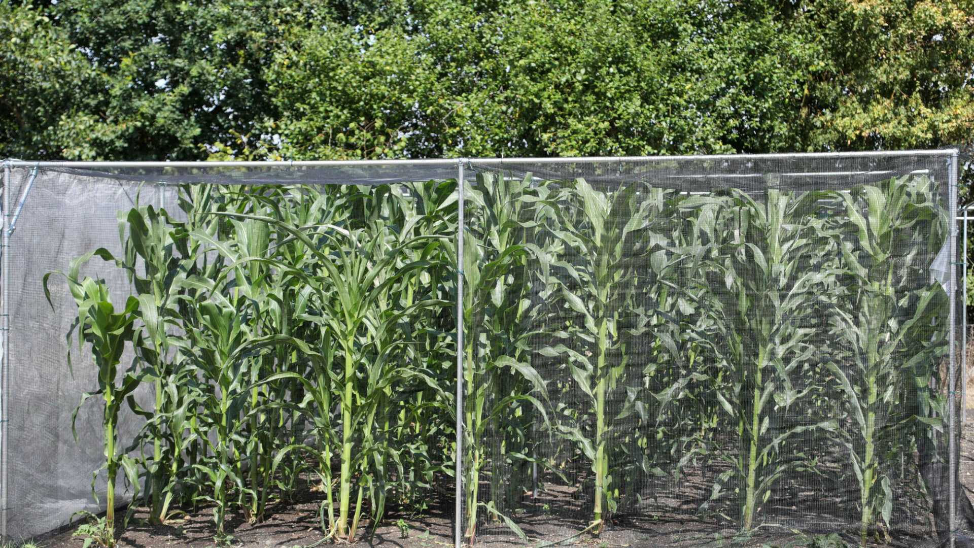 Brassica plants in mesh cage