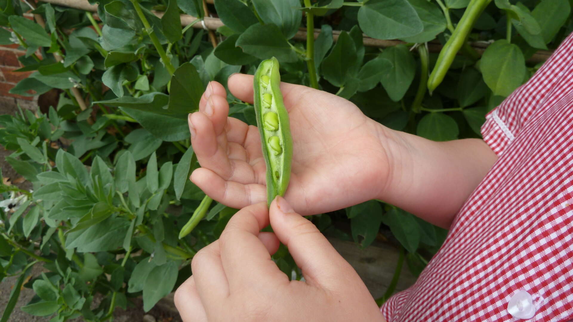 schoolchild holding a pod of peas.