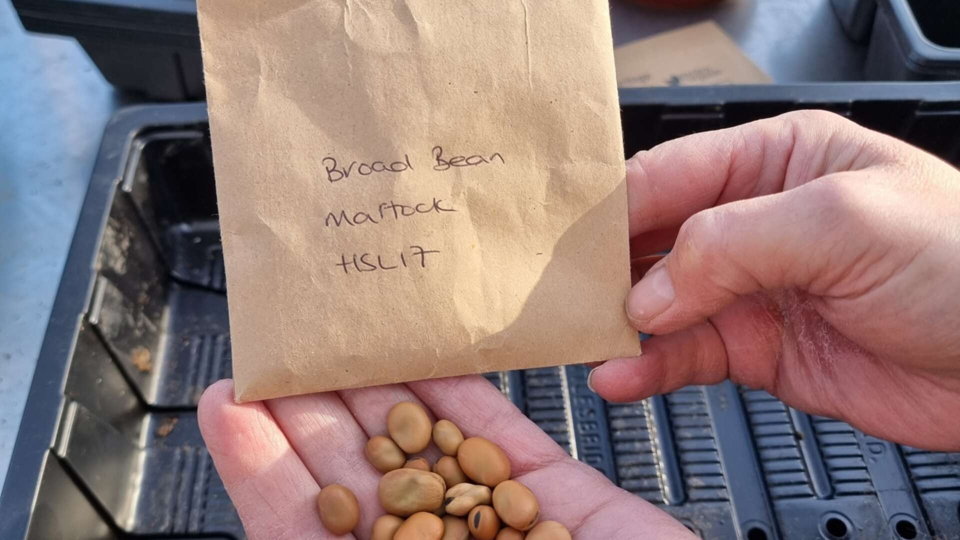 Saving seeds of broad bean matlock