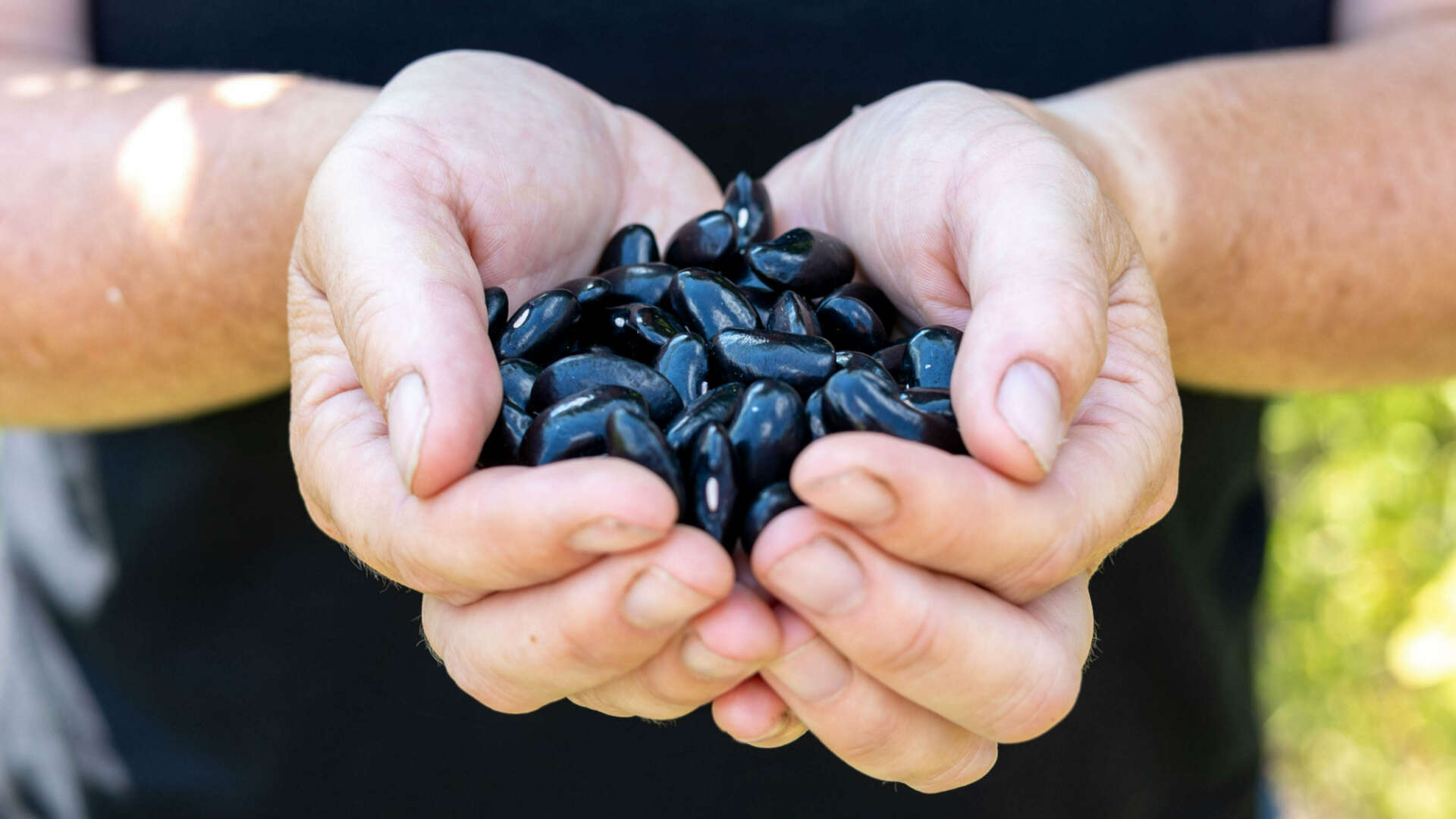 Seed saving at heritage seed library