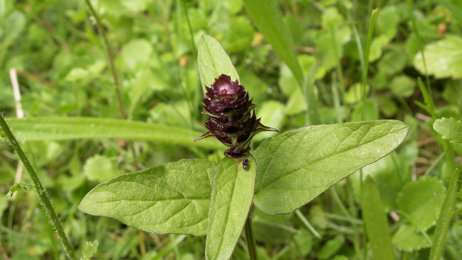 Selfheal plant in flower