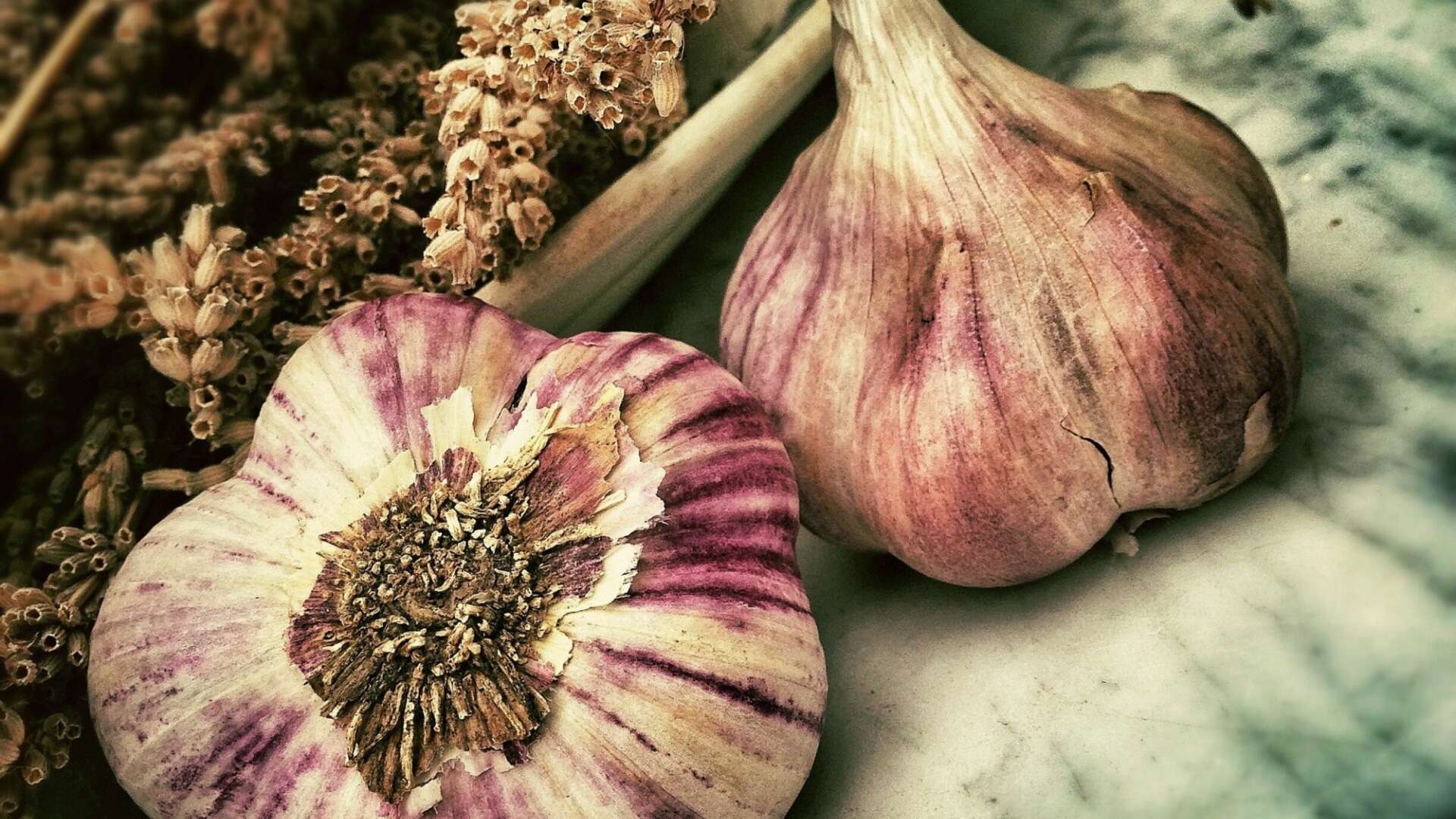 Garlic bulbs