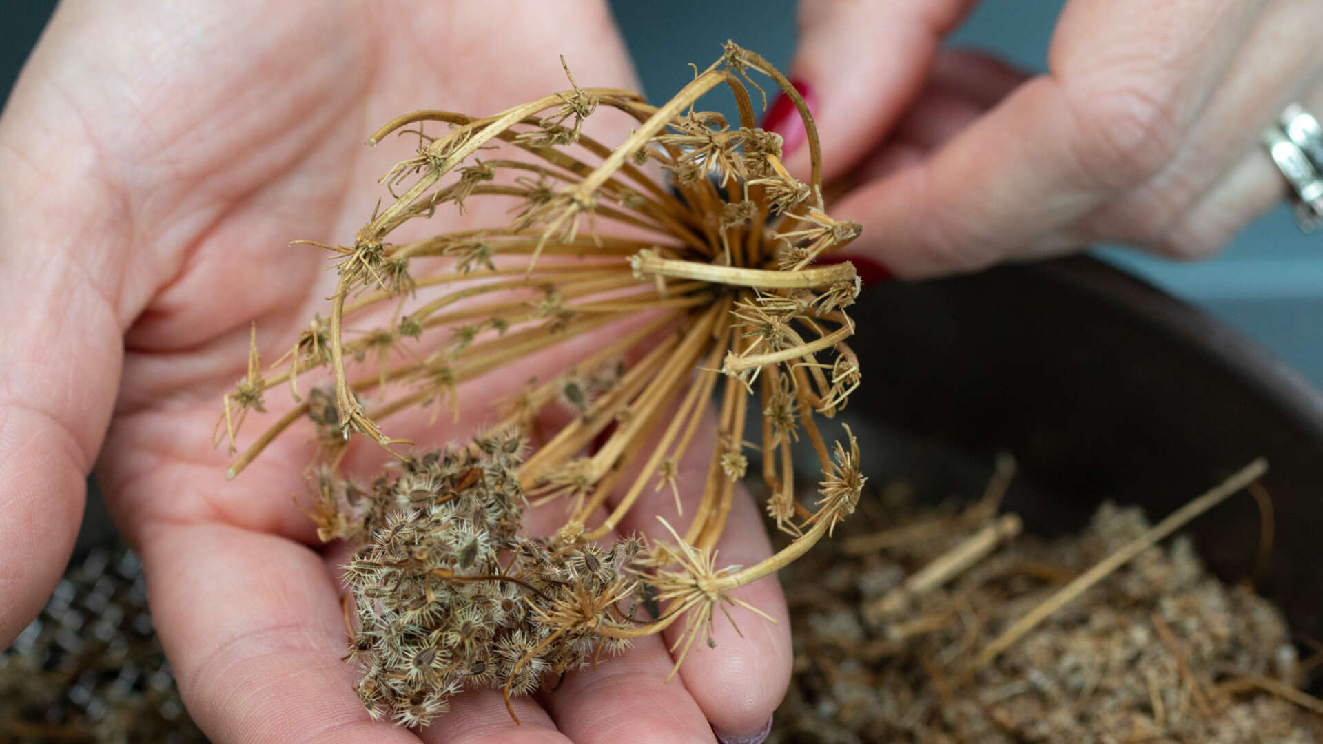 Seed saving