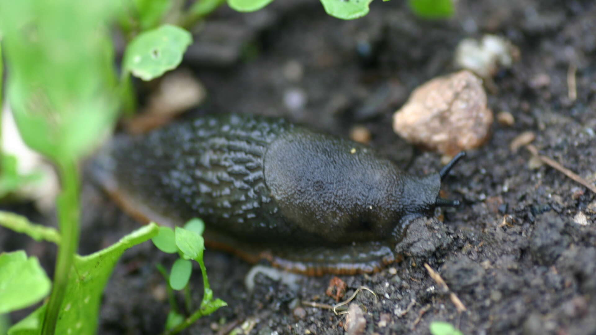 A slug in soil surrounded by leaves