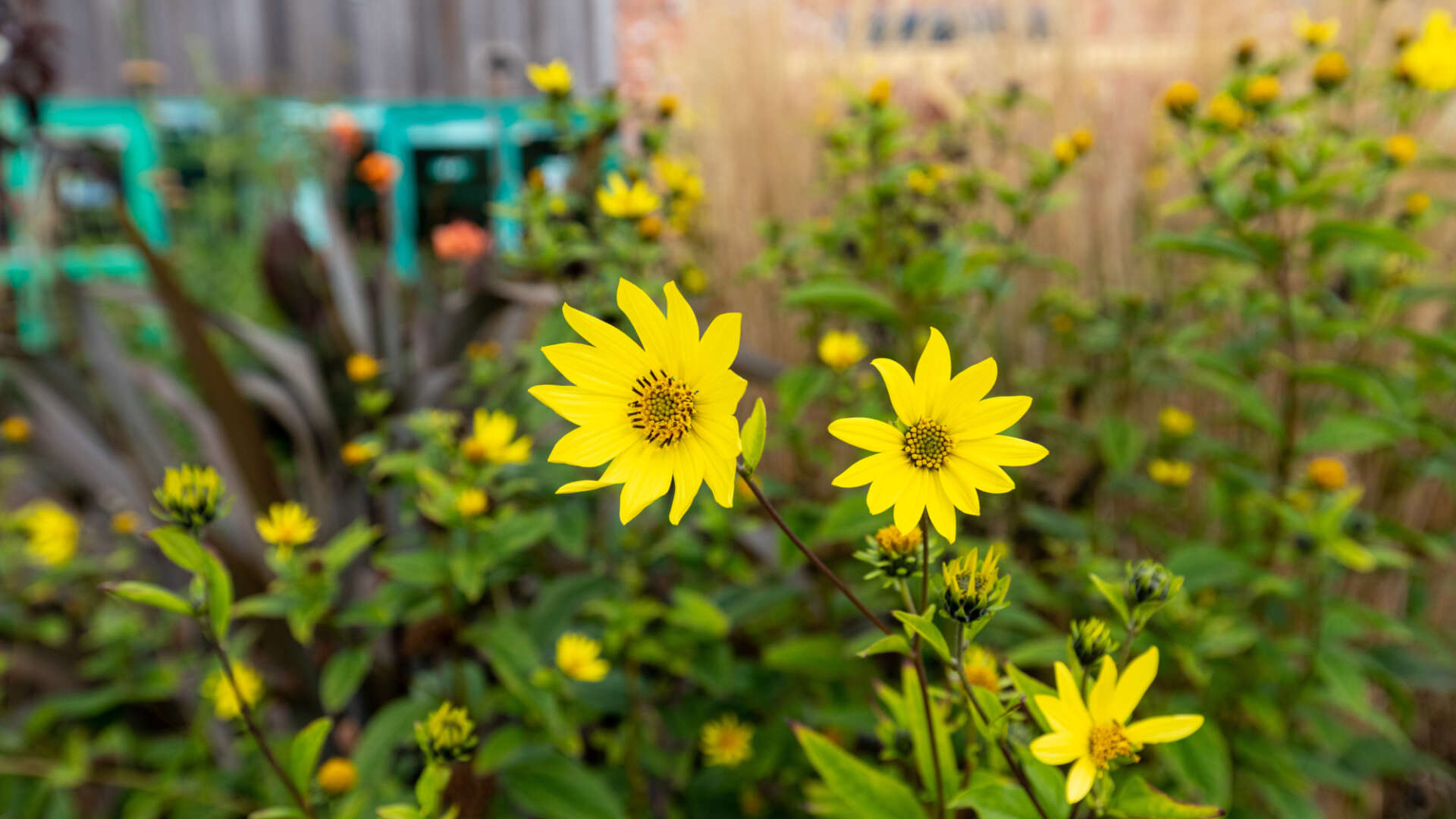 Flowers in Ryton gardens