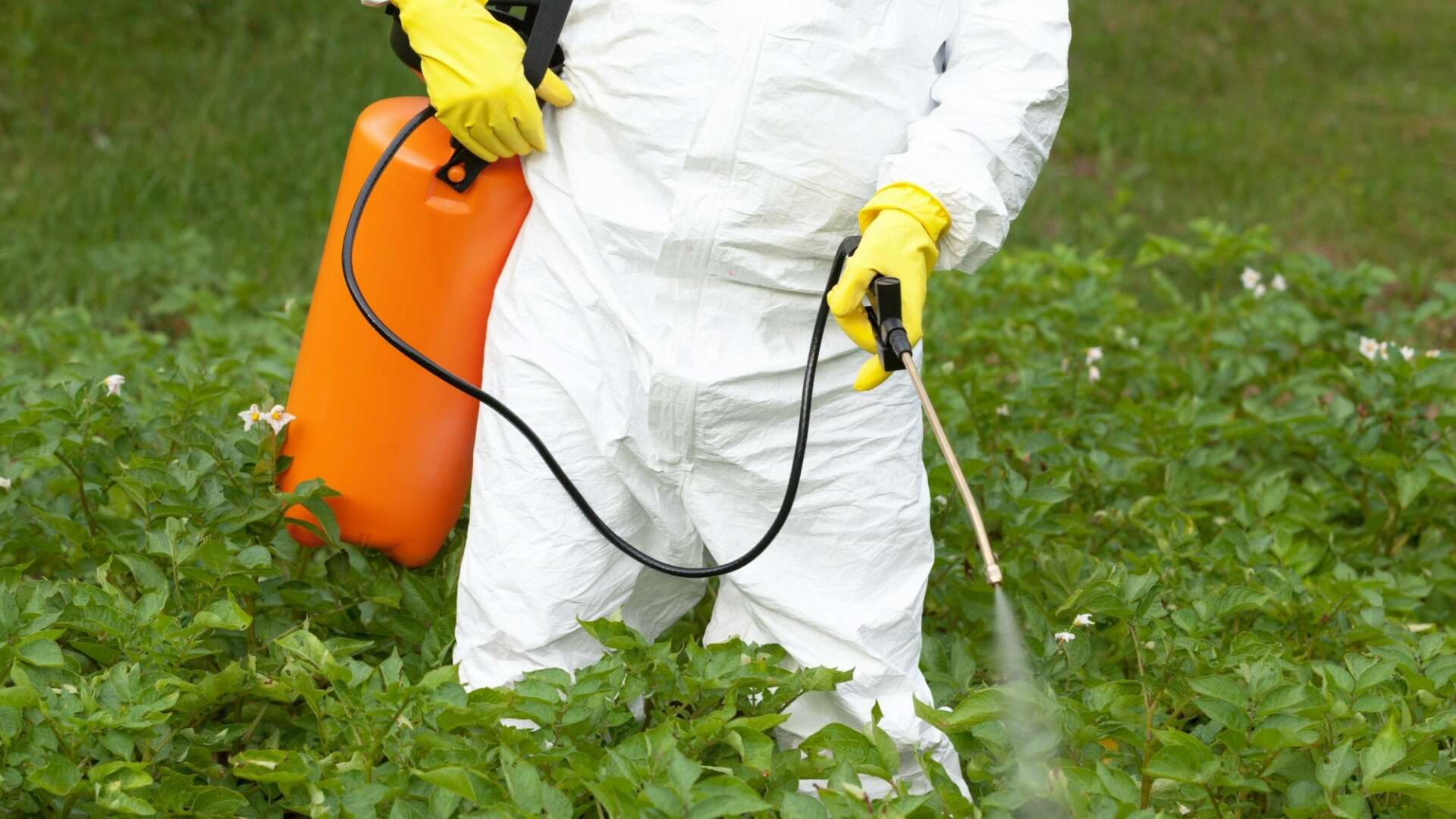 person in white suit spraying weed killer on plants.