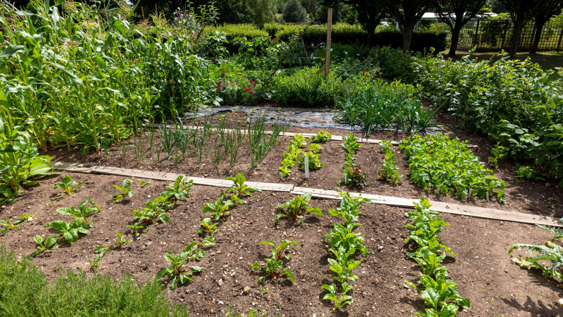 Vegetable plot