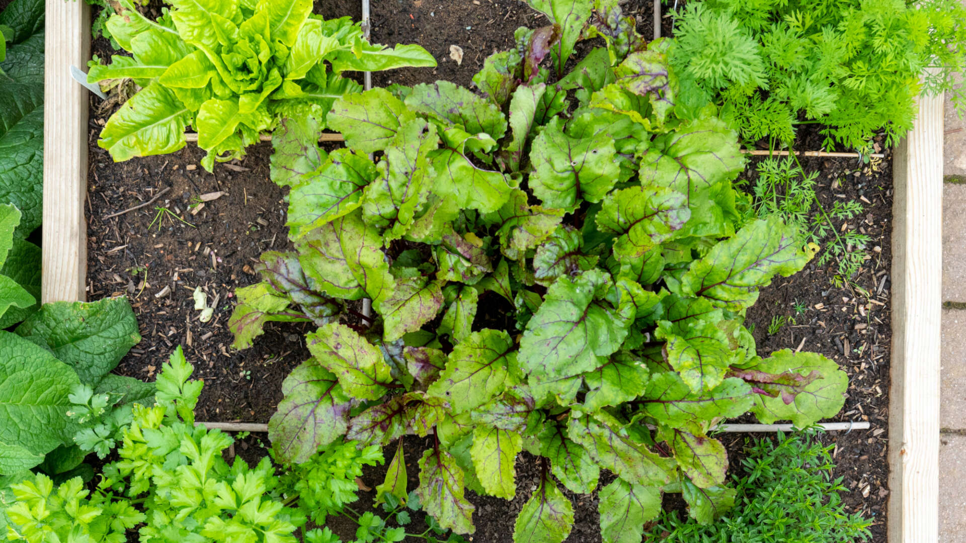 1-metre veg growing bed