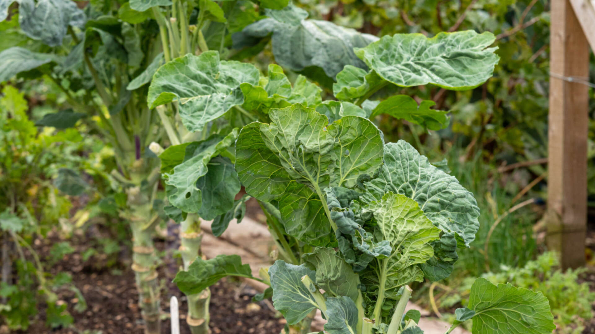 Brassicas growing at Ryton