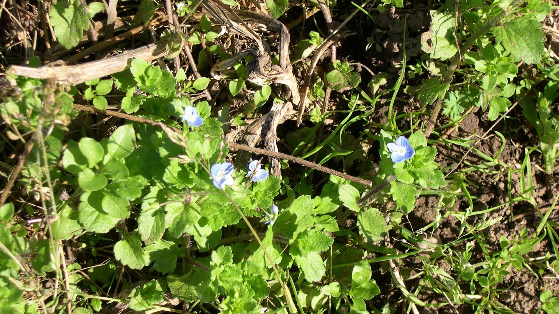 Wall speedwell in flower