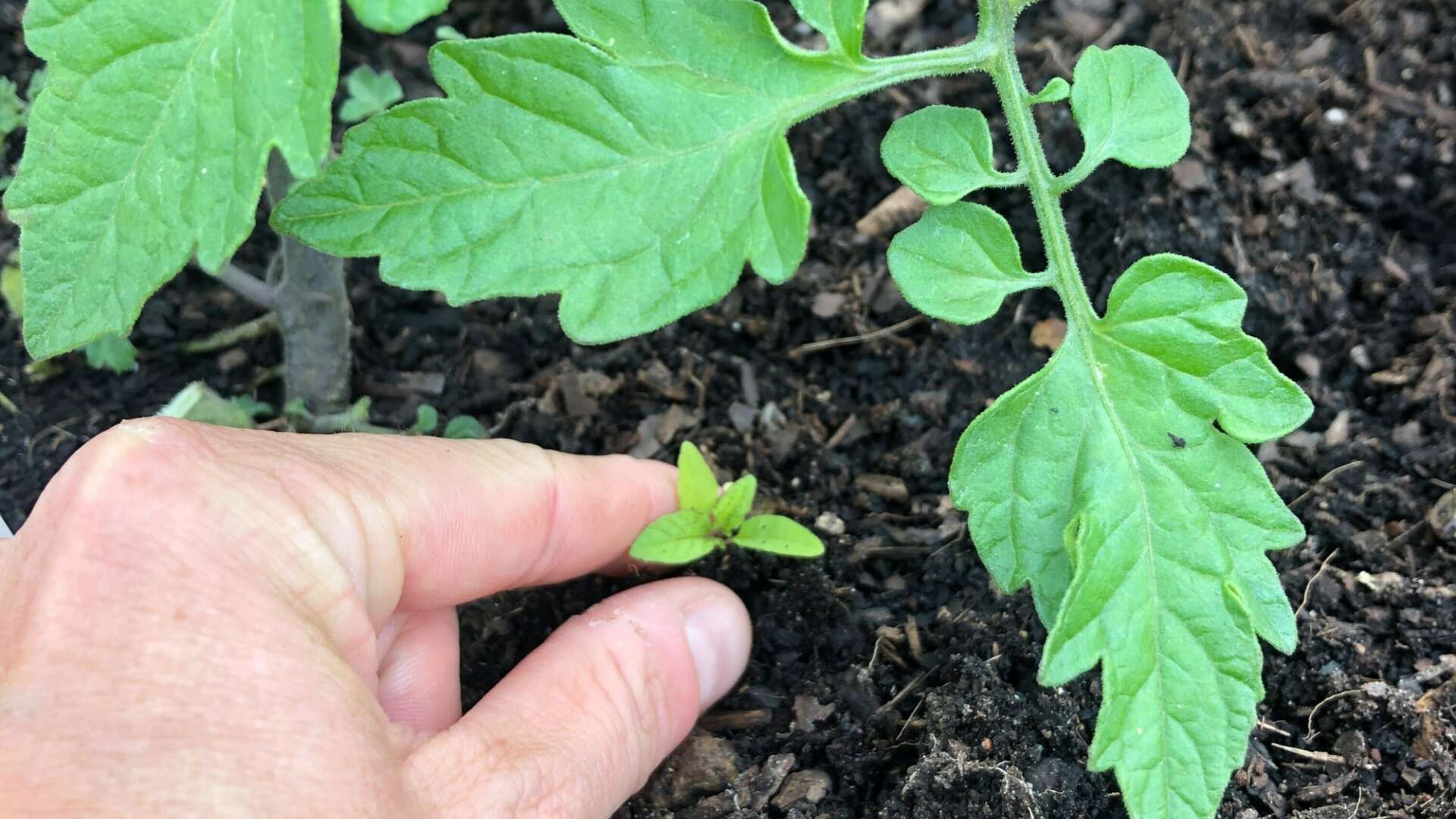 Weeding tomatoes by hand