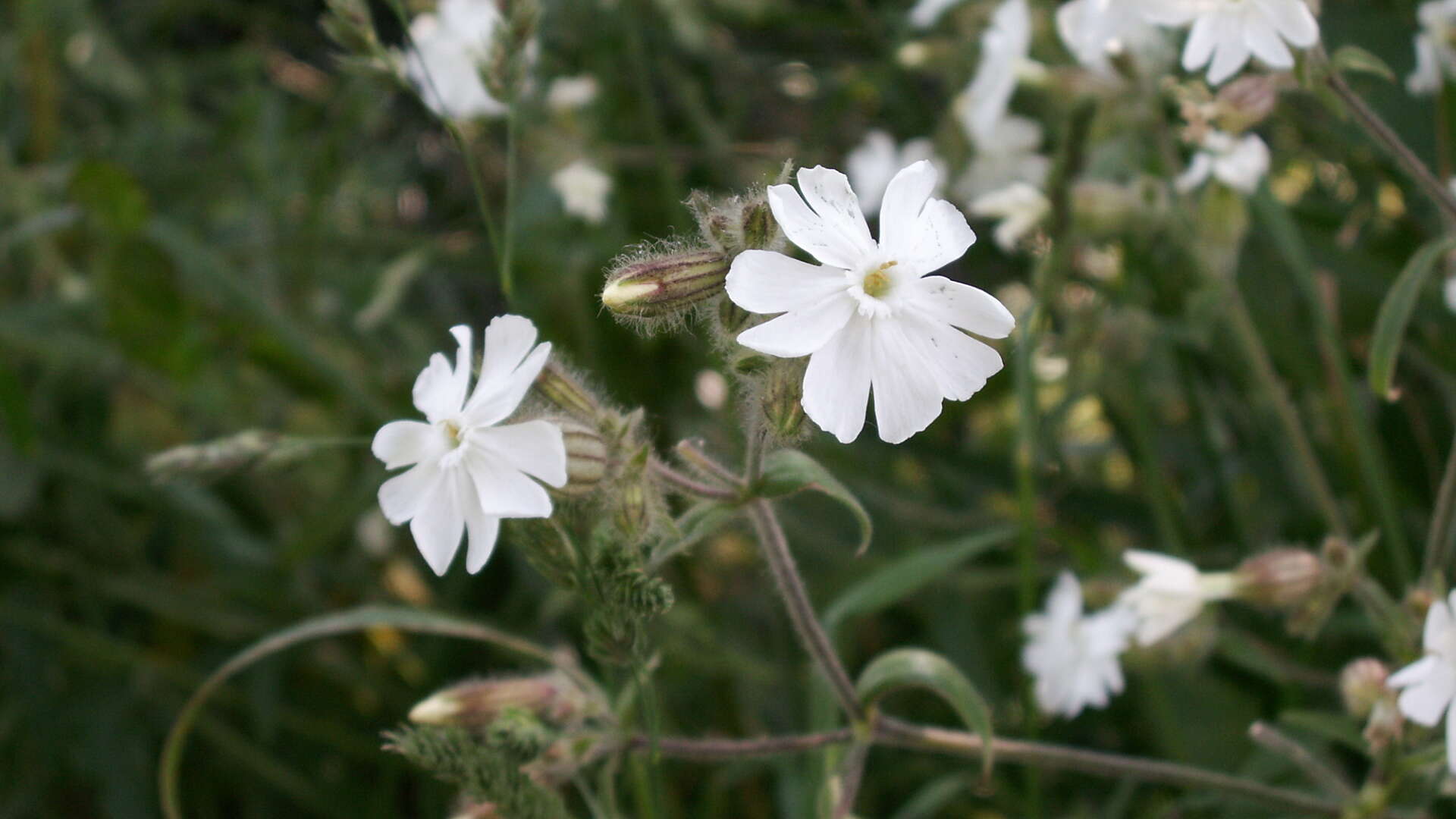 White campion (Silene latifolia) in flower