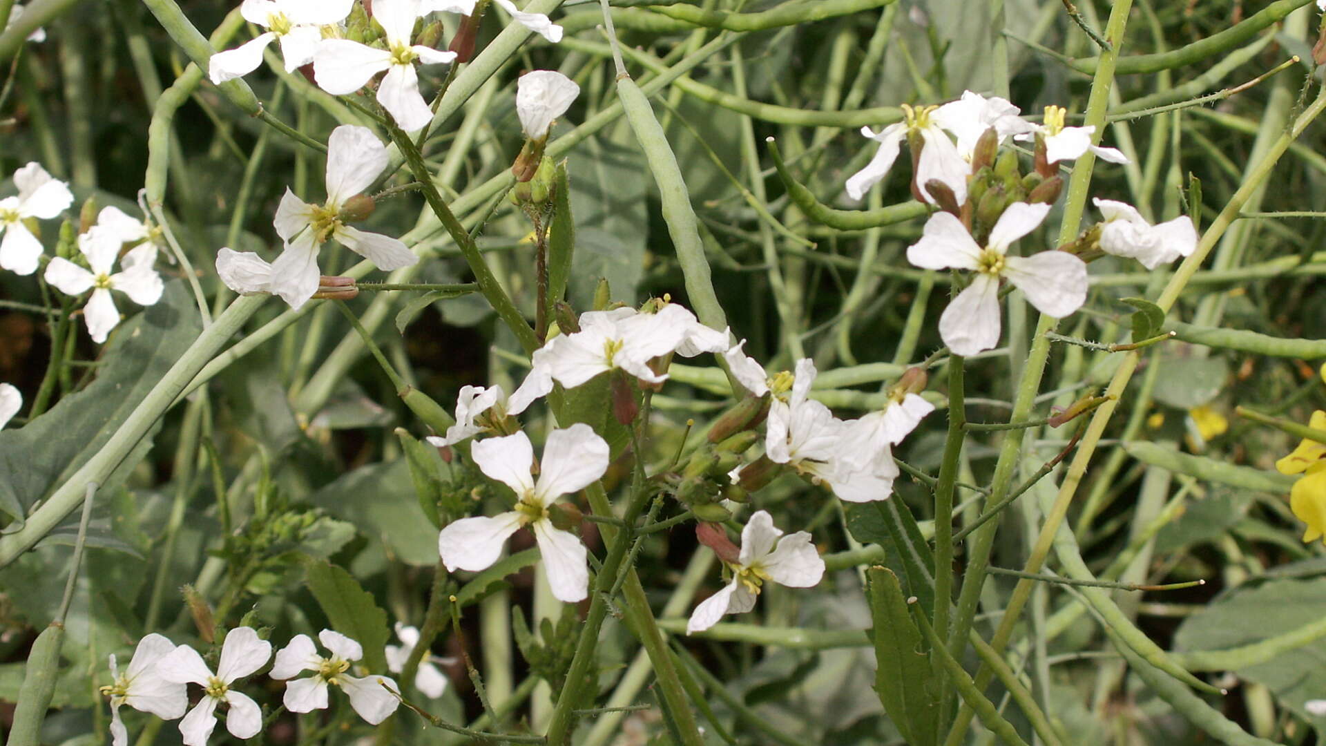 Wild radish with white flowers