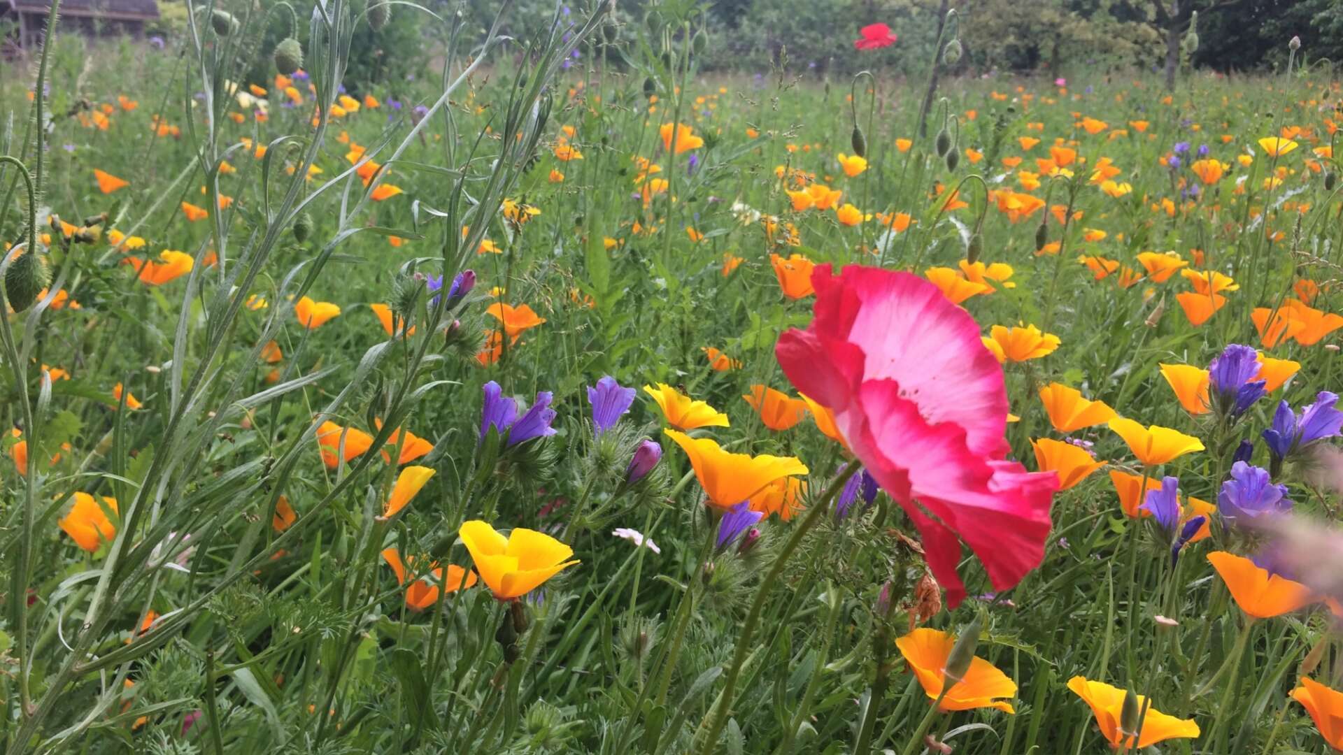 Wildflower meadow