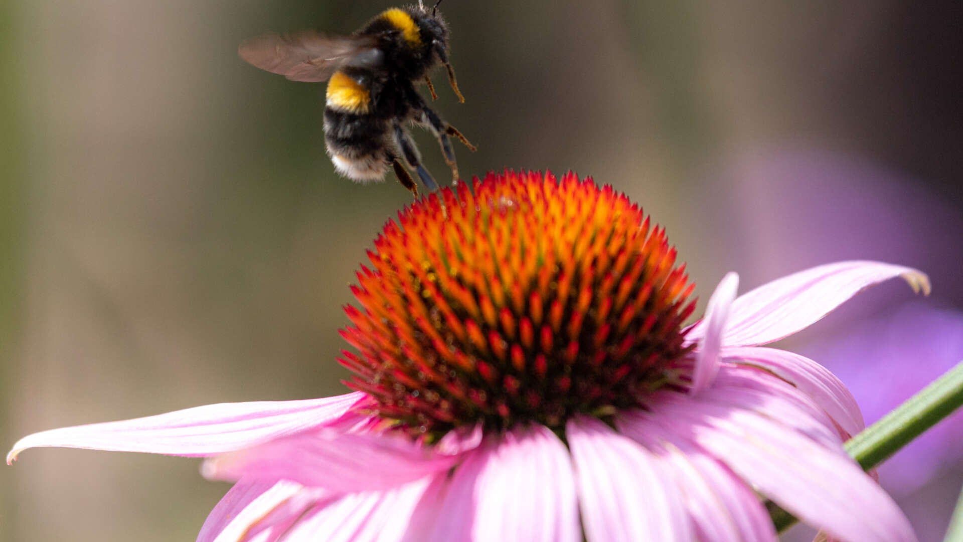 Bee on echinacea