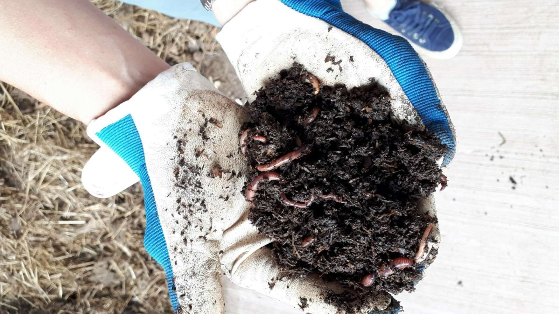 Worms in soil