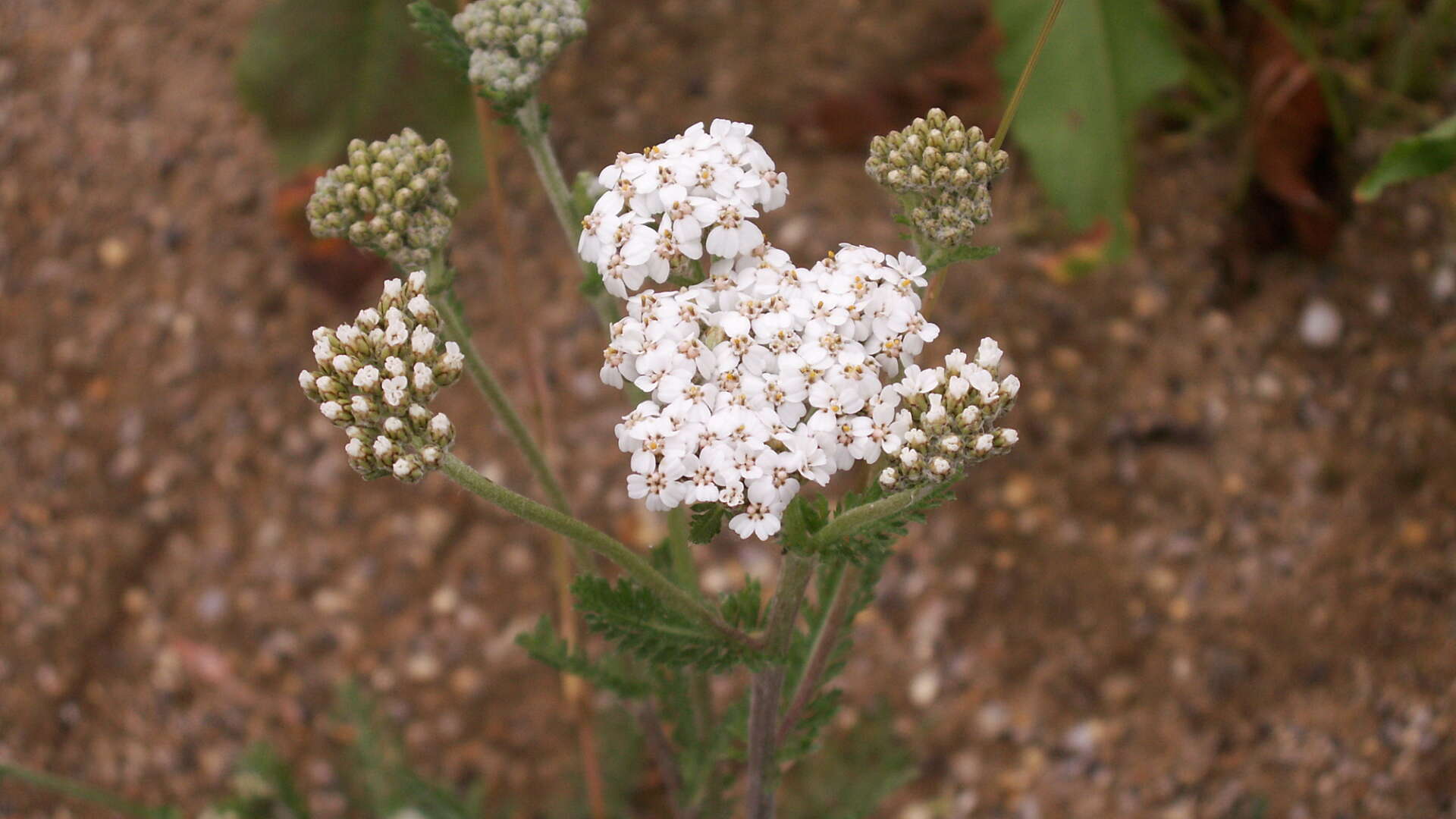 Yarrow (Achillea millefolium) in flower