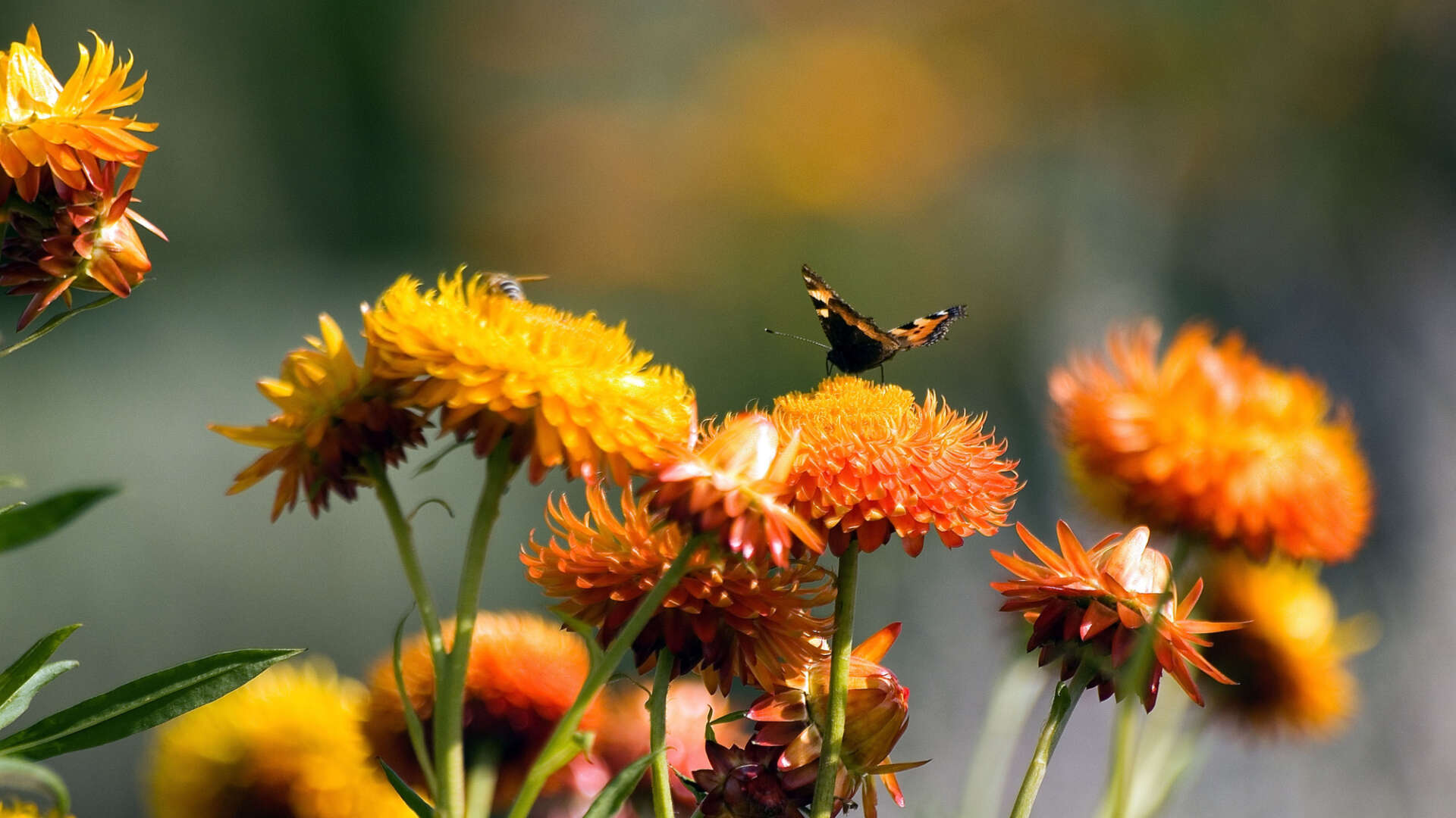 Butterfly on organge flowers