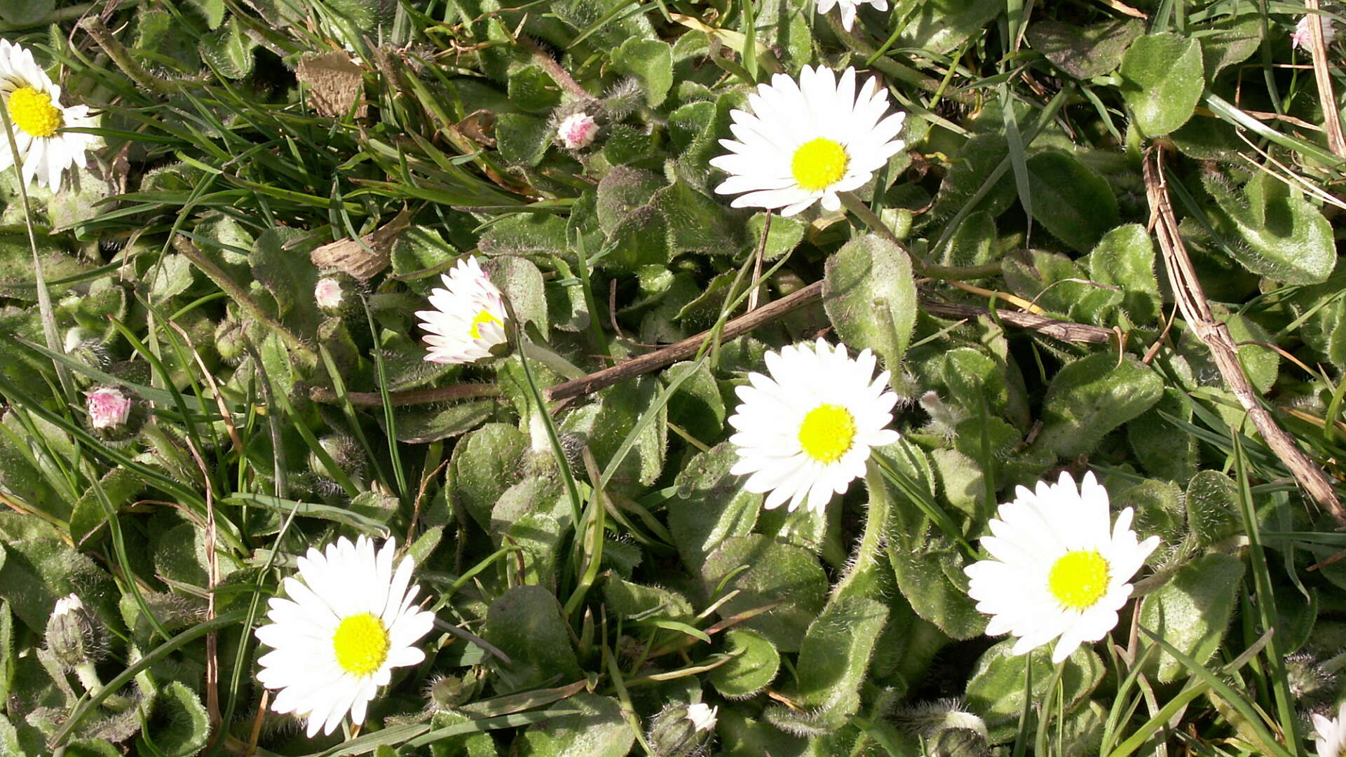 Daisy in flower