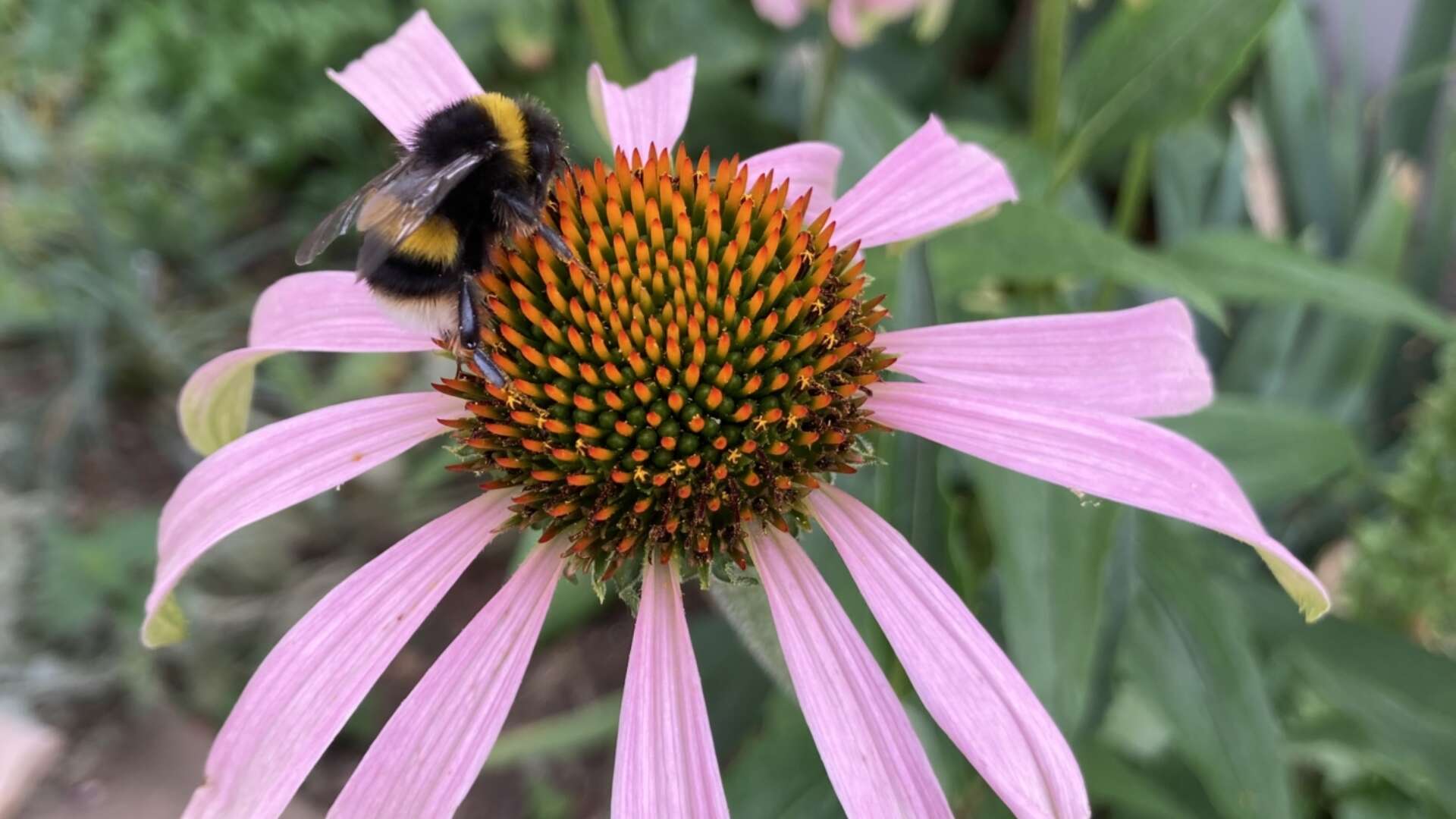 Bee resting on pink coloured echinacea