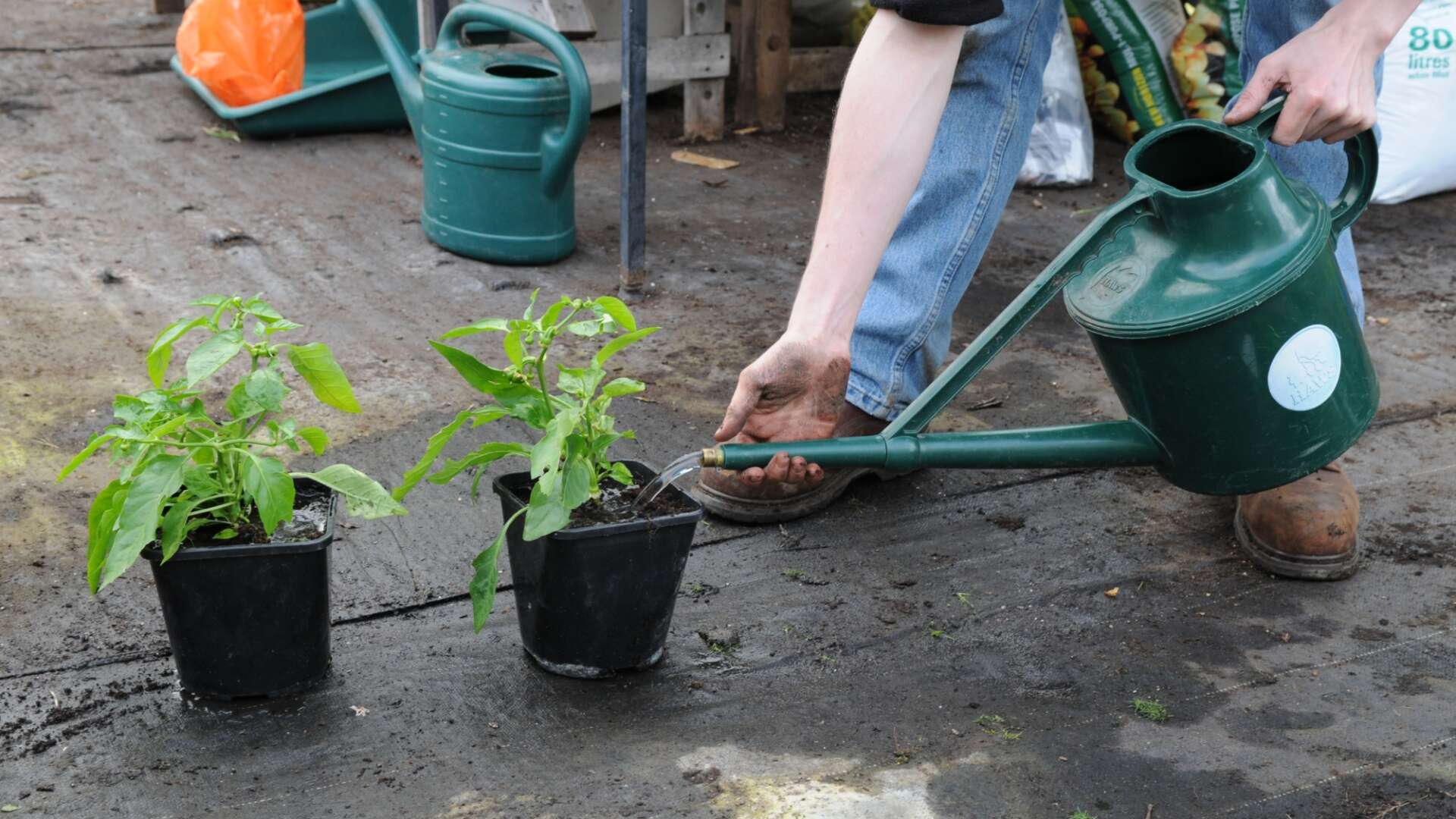Pepper plants in pots