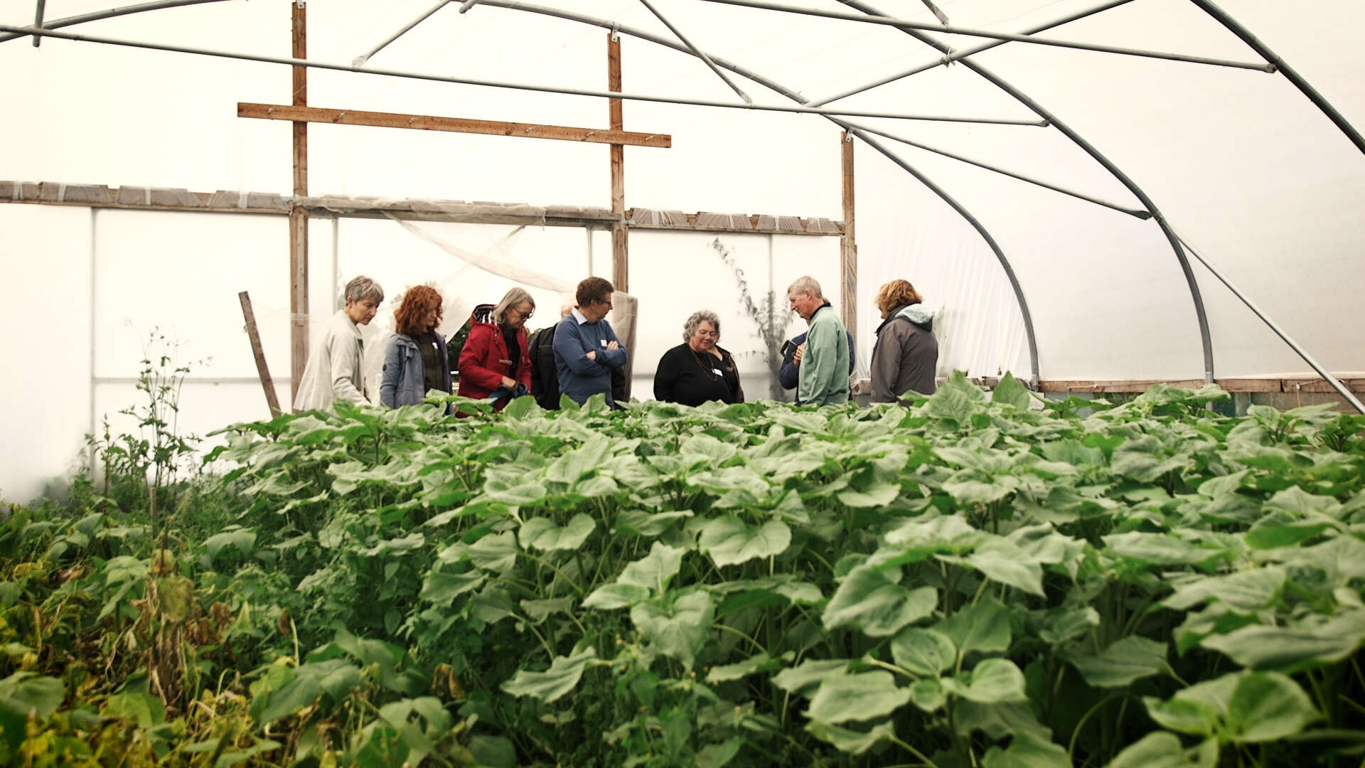 Members of Garden Organic standing in a polytunnel full of plants.