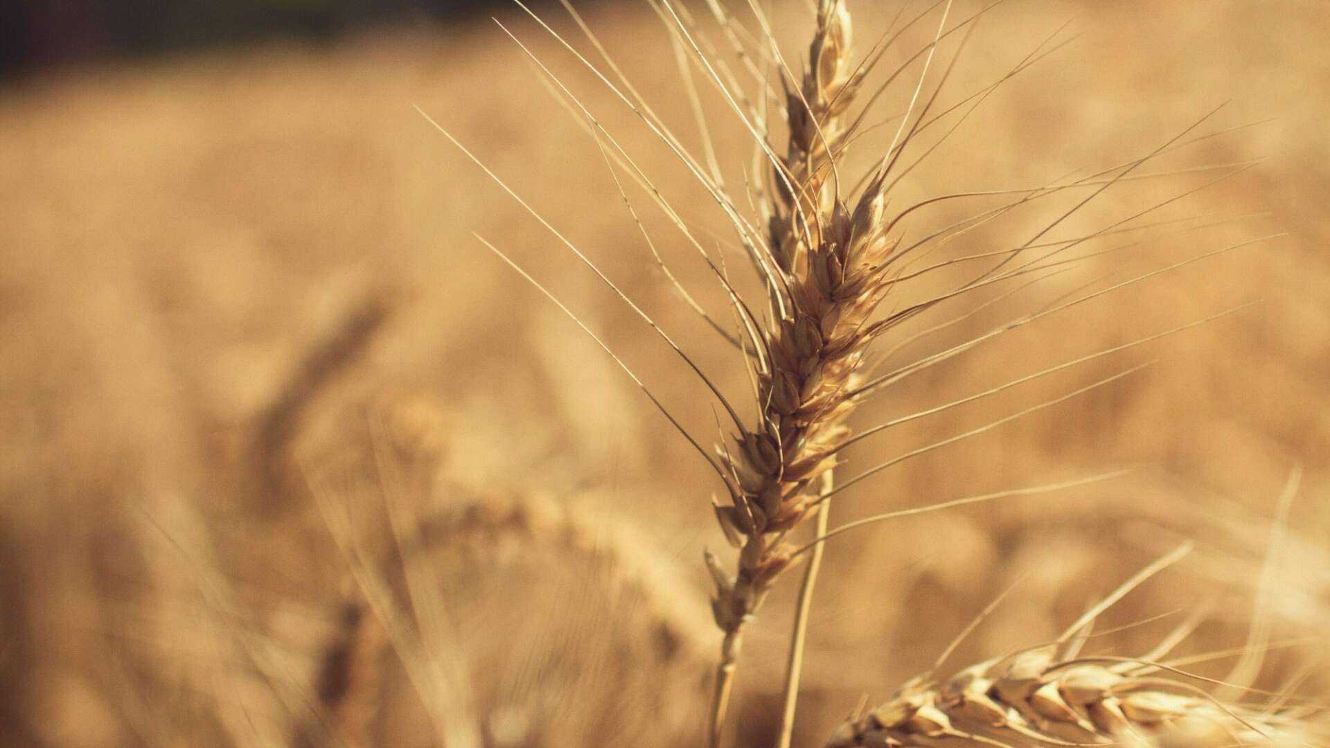 Wheat in field